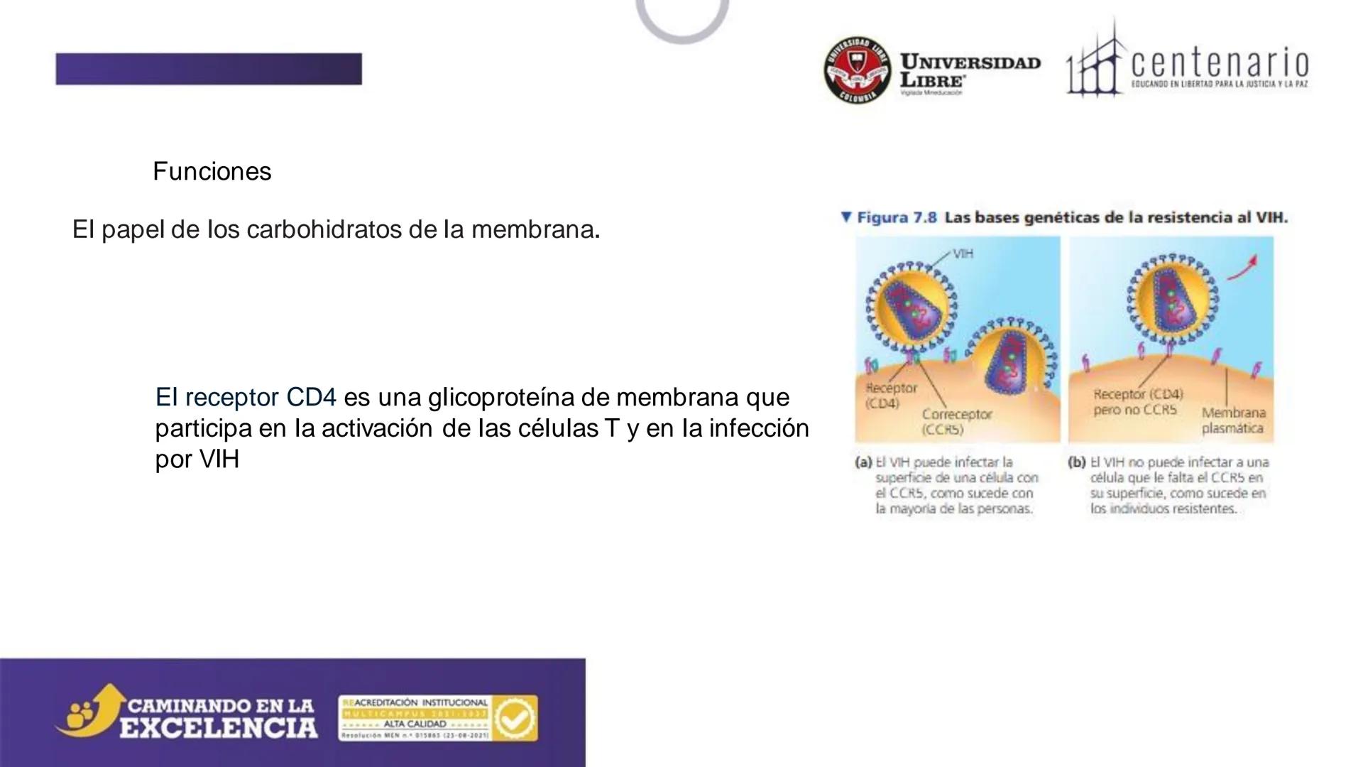 NIVERSIDAD LIBRE
COLOMBIA
UNIVERSIDAD
LIBRE
Viglade Mineducación
centenario
EDUCANDO EN LIBERTAD PARA LA JUSTICIA Y LA PAZ
# La Célula
C