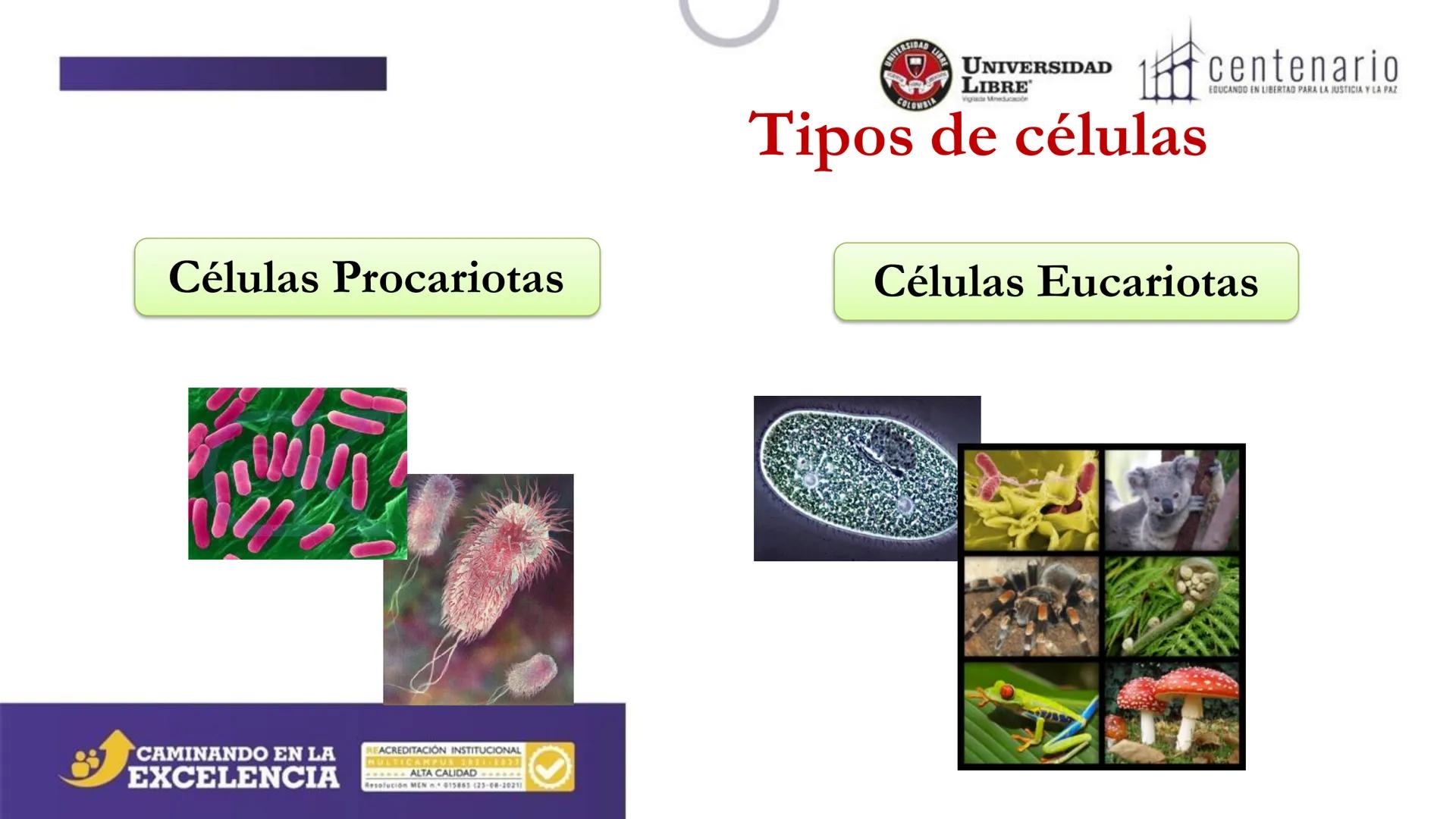 NIVERSIDAD LIBRE
COLOMBIA
UNIVERSIDAD
LIBRE
Viglade Mineducación
centenario
EDUCANDO EN LIBERTAD PARA LA JUSTICIA Y LA PAZ
# La Célula
C