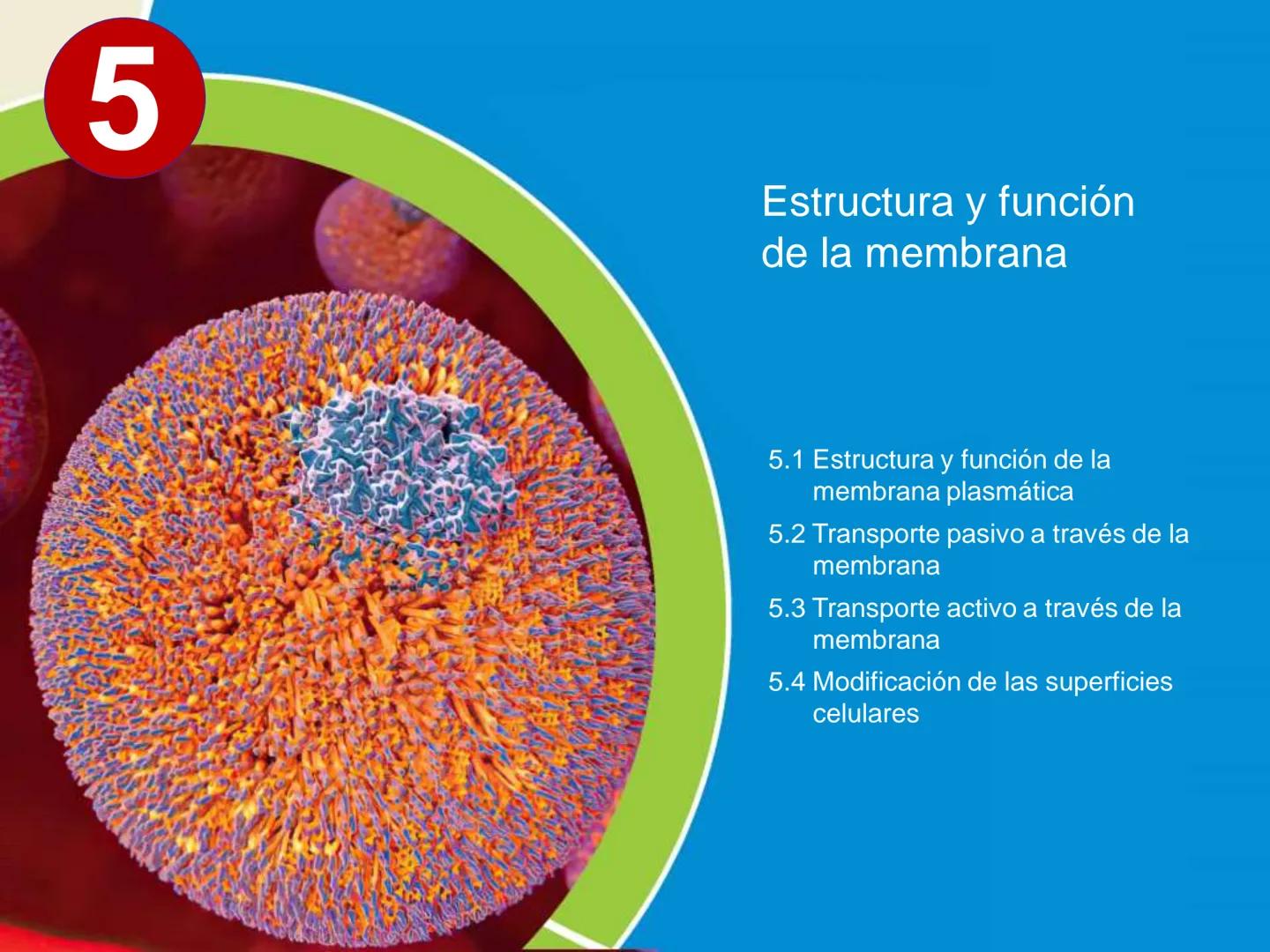 5
Estructura y función
de la membrana
5.1 Estructura y función de la
membrana plasmática
5.2 Transporte pasivo a través de la
membrana
5.3