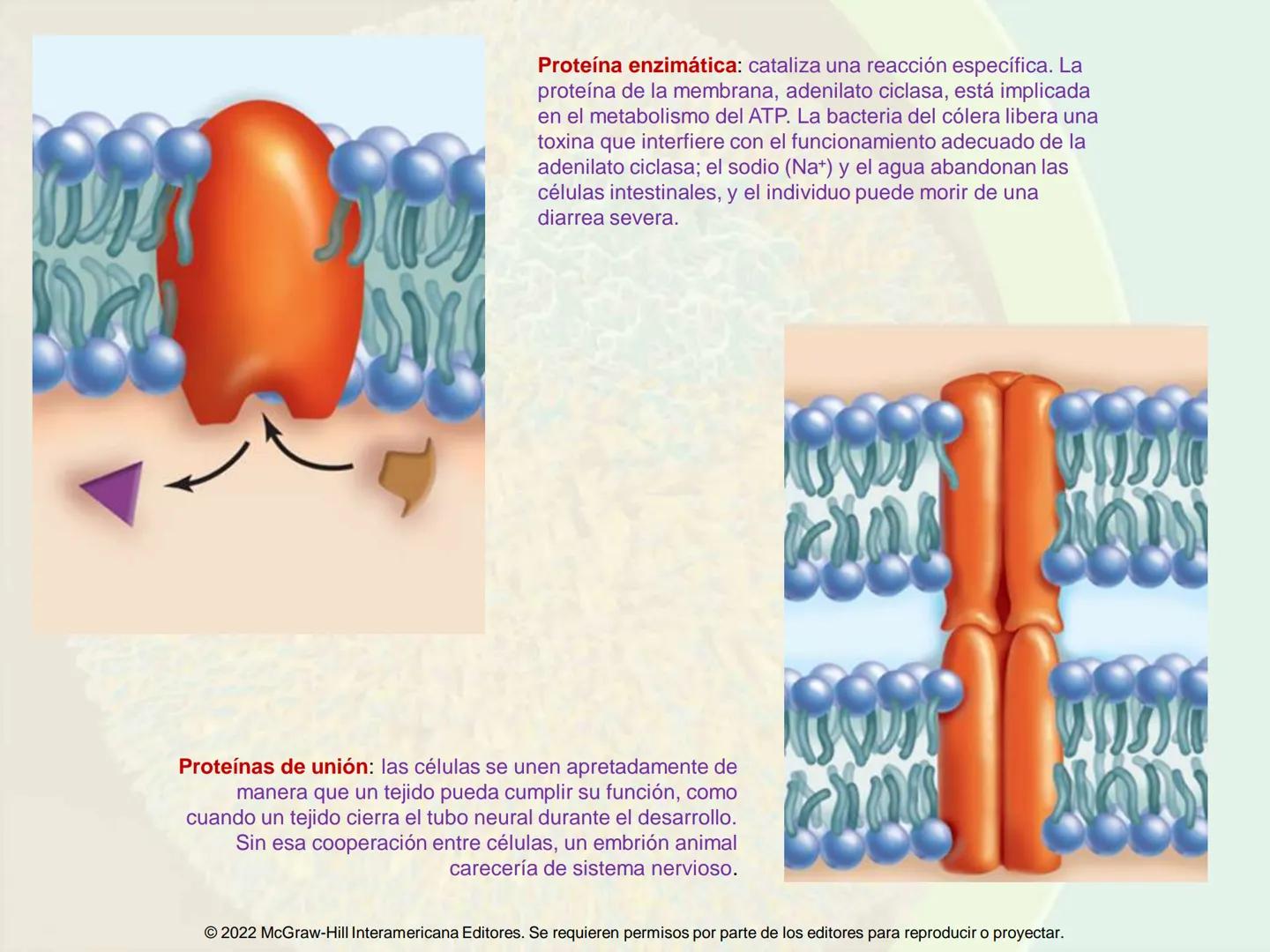 5
Estructura y función
de la membrana
5.1 Estructura y función de la
membrana plasmática
5.2 Transporte pasivo a través de la
membrana
5.3