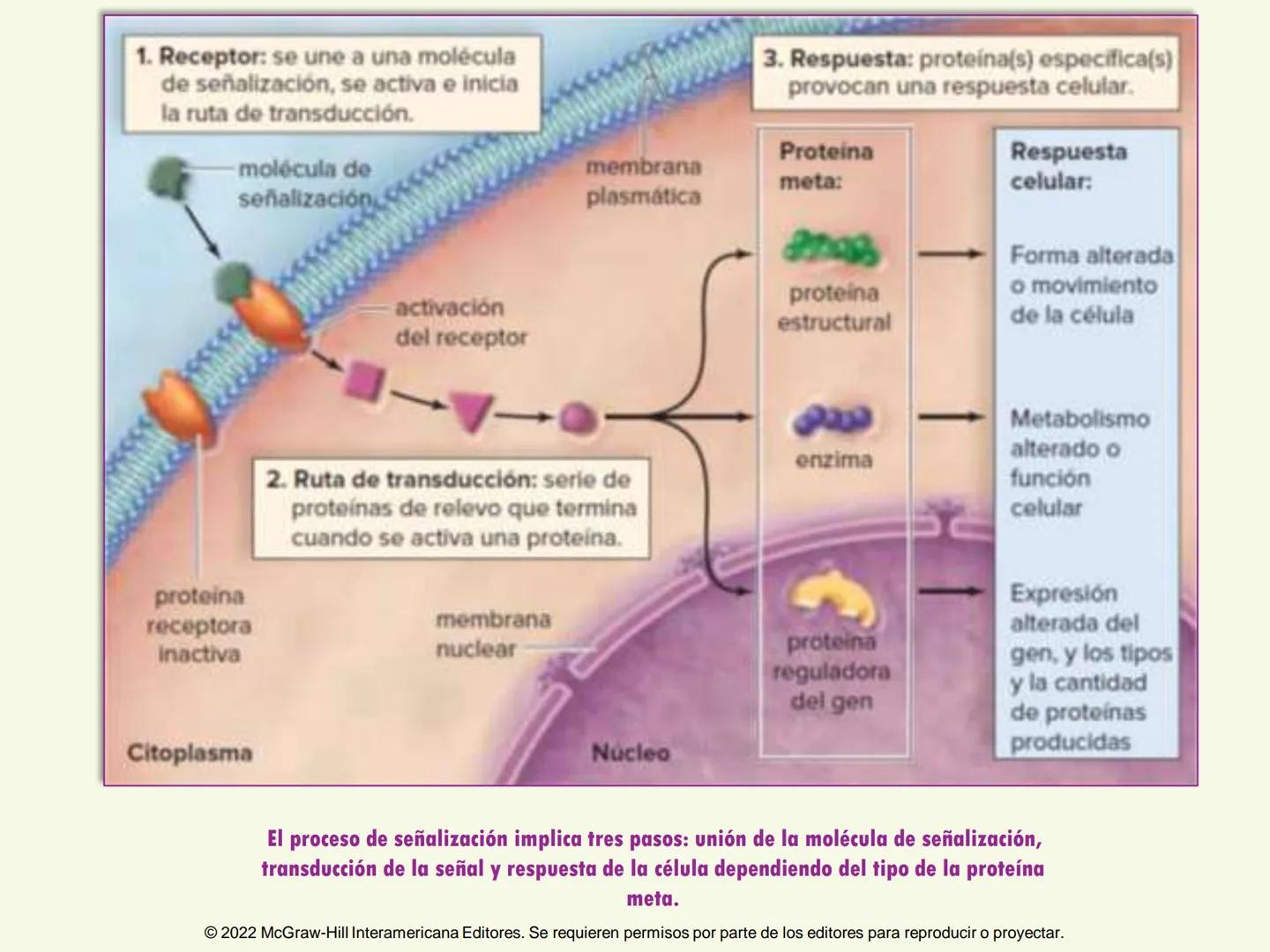 5
Estructura y función
de la membrana
5.1 Estructura y función de la
membrana plasmática
5.2 Transporte pasivo a través de la
membrana
5.3