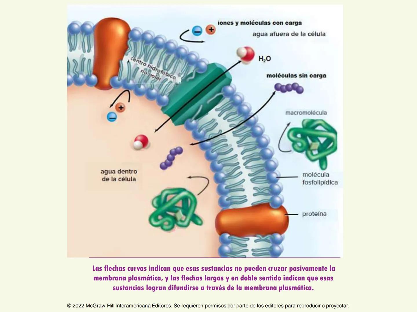 5
Estructura y función
de la membrana
5.1 Estructura y función de la
membrana plasmática
5.2 Transporte pasivo a través de la
membrana
5.3