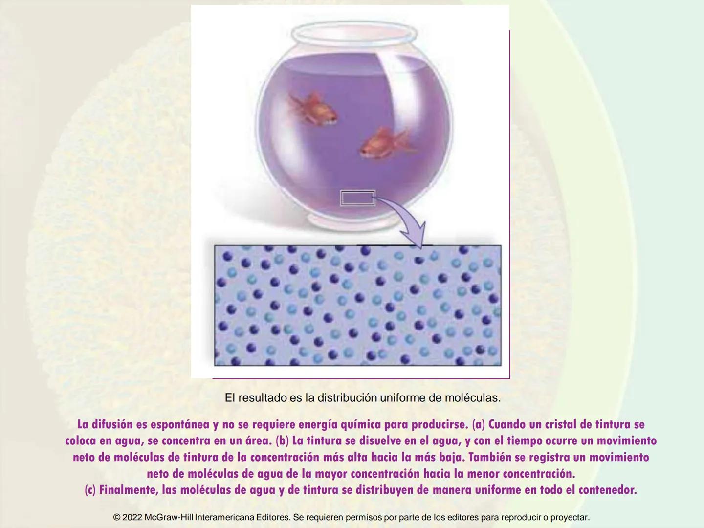 5
Estructura y función
de la membrana
5.1 Estructura y función de la
membrana plasmática
5.2 Transporte pasivo a través de la
membrana
5.3