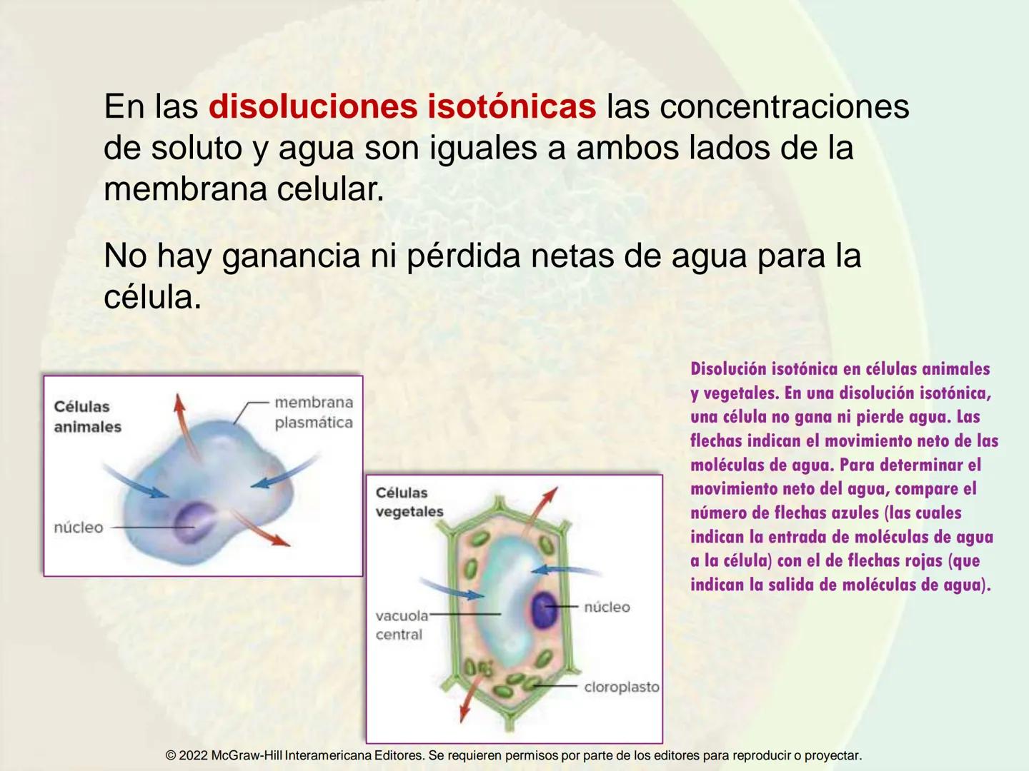 5
Estructura y función
de la membrana
5.1 Estructura y función de la
membrana plasmática
5.2 Transporte pasivo a través de la
membrana
5.3