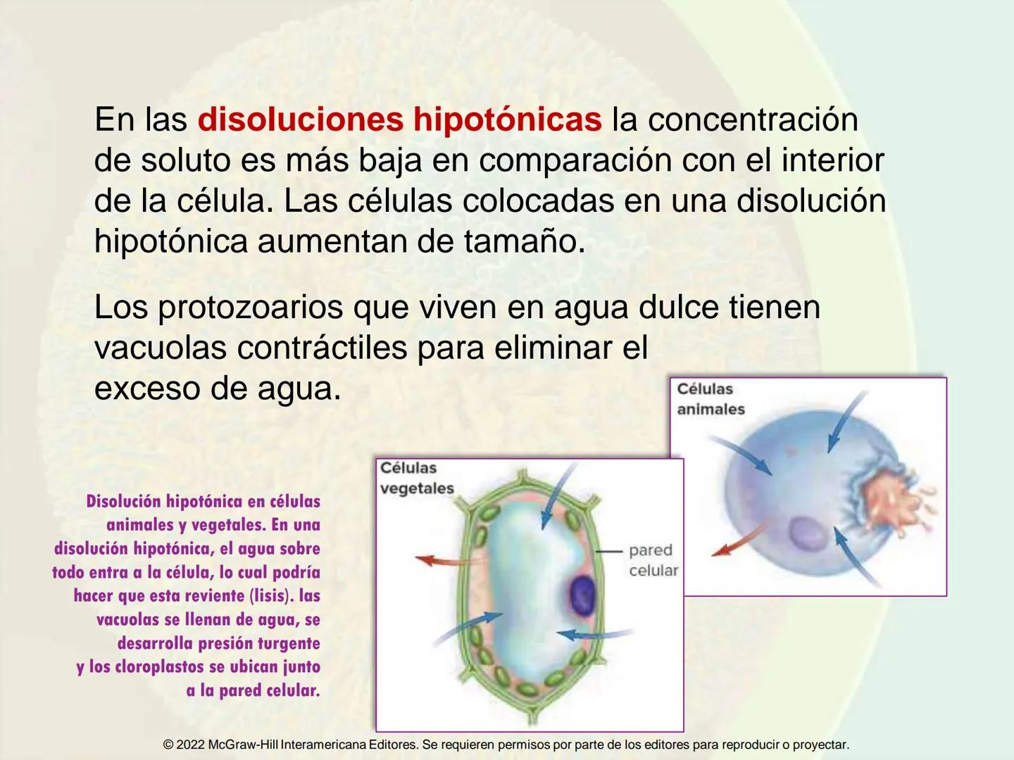 5
Estructura y función
de la membrana
5.1 Estructura y función de la
membrana plasmática
5.2 Transporte pasivo a través de la
membrana
5.3
