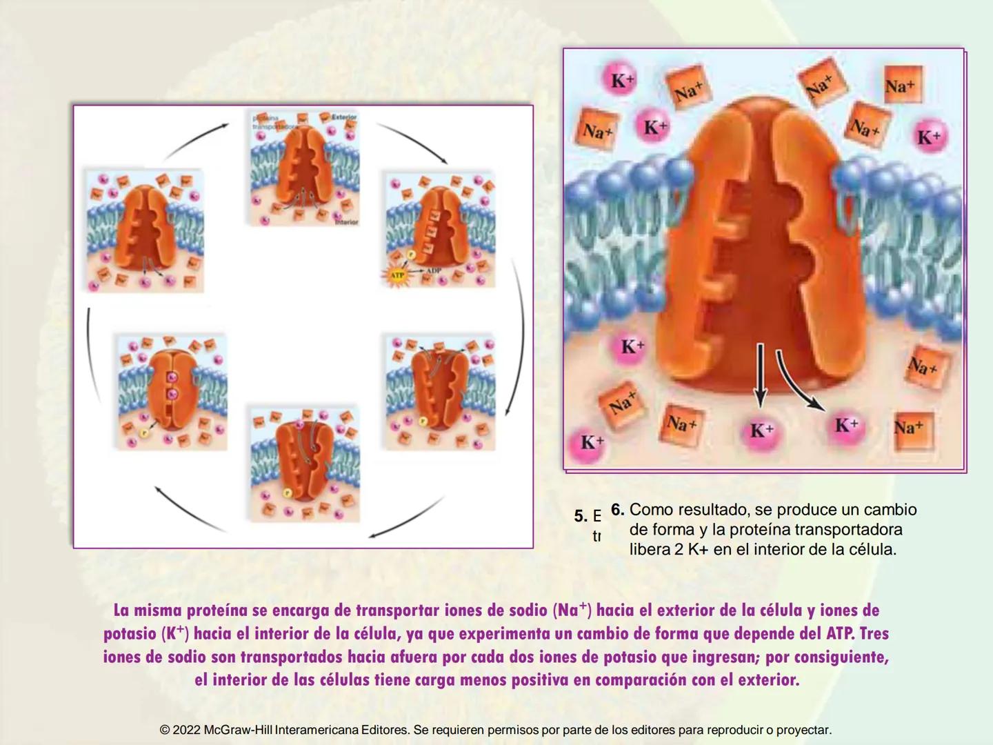 5
Estructura y función
de la membrana
5.1 Estructura y función de la
membrana plasmática
5.2 Transporte pasivo a través de la
membrana
5.3