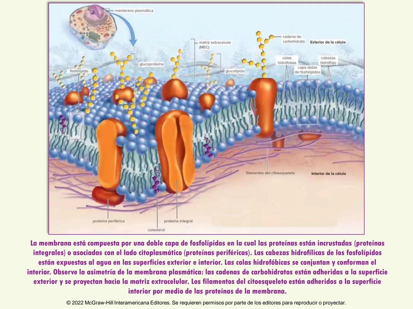 5
Estructura y función
de la membrana
5.1 Estructura y función de la
membrana plasmática
5.2 Transporte pasivo a través de la
membrana
5.3