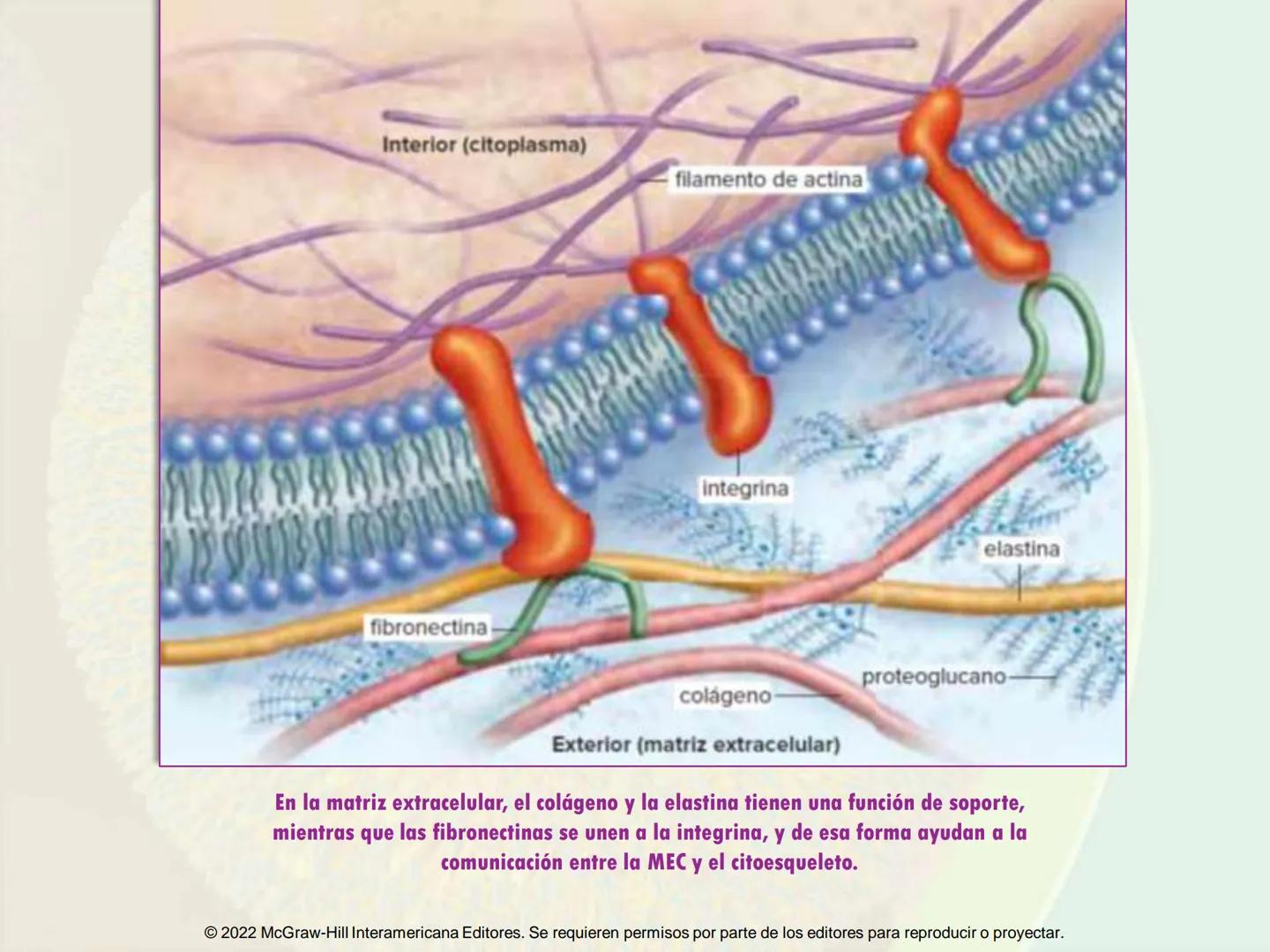 5
Estructura y función
de la membrana
5.1 Estructura y función de la
membrana plasmática
5.2 Transporte pasivo a través de la
membrana
5.3