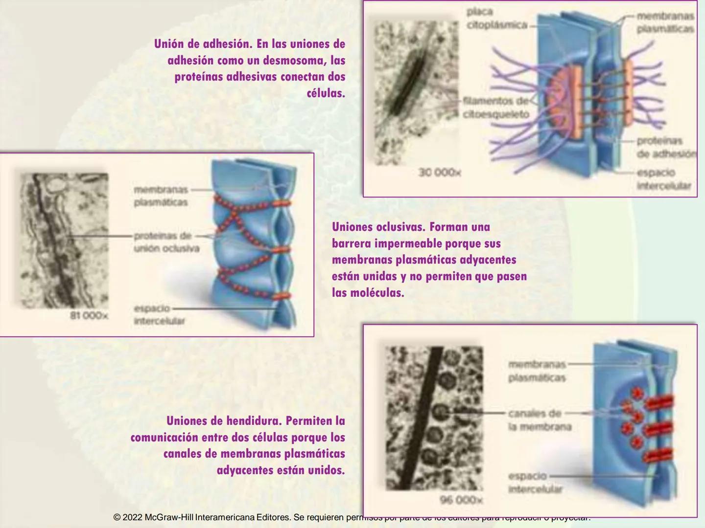 5
Estructura y función
de la membrana
5.1 Estructura y función de la
membrana plasmática
5.2 Transporte pasivo a través de la
membrana
5.3