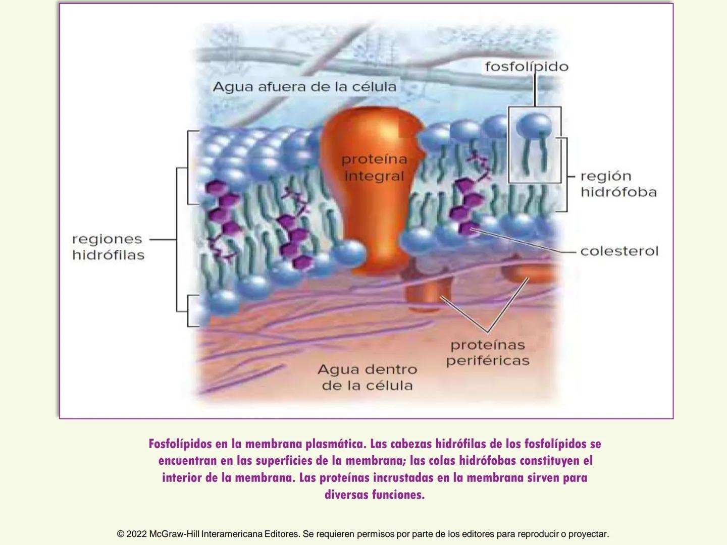 5
Estructura y función
de la membrana
5.1 Estructura y función de la
membrana plasmática
5.2 Transporte pasivo a través de la
membrana
5.3
