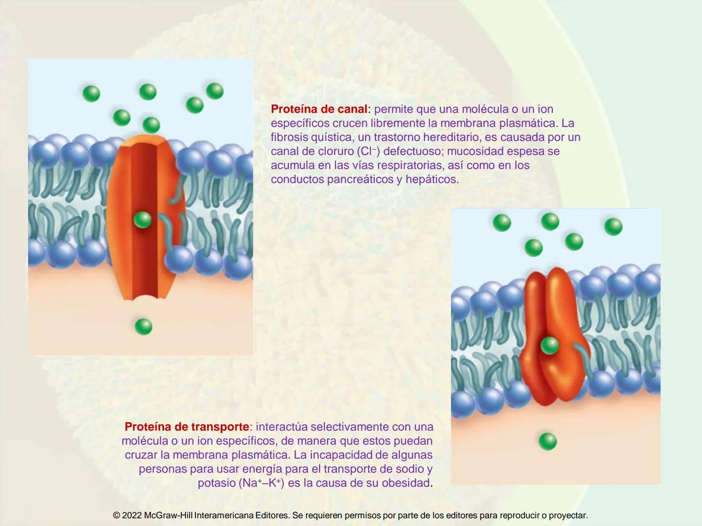 5
Estructura y función
de la membrana
5.1 Estructura y función de la
membrana plasmática
5.2 Transporte pasivo a través de la
membrana
5.3
