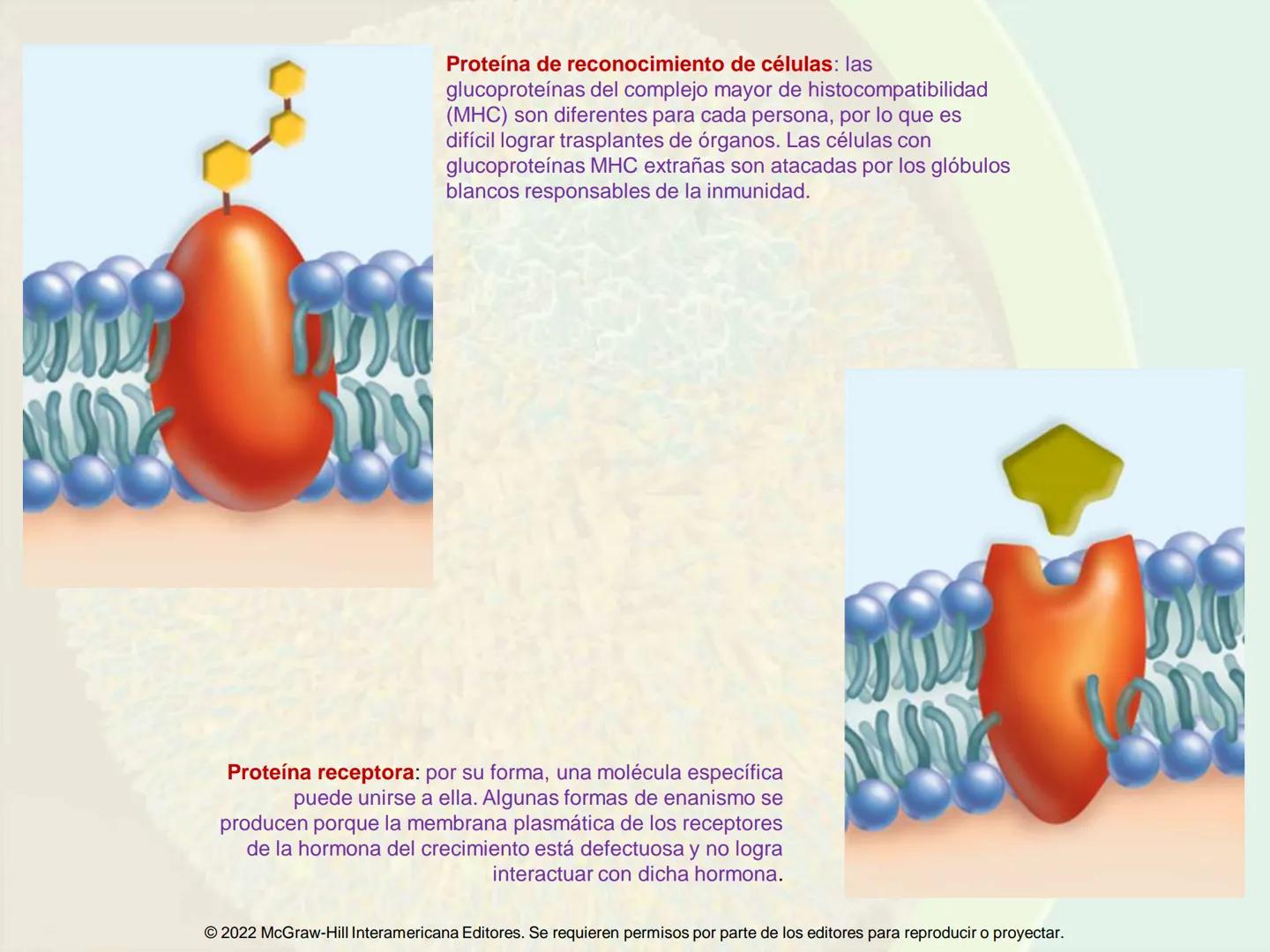 5
Estructura y función
de la membrana
5.1 Estructura y función de la
membrana plasmática
5.2 Transporte pasivo a través de la
membrana
5.3