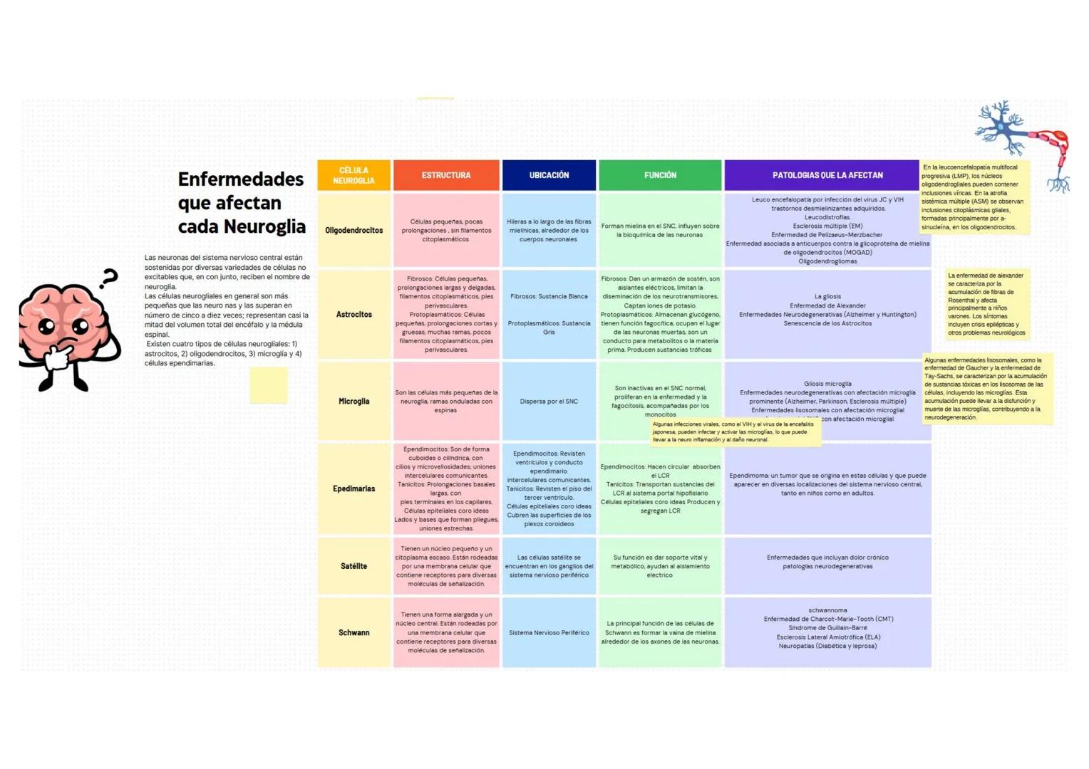 # Enfermedades
que afectan
cada Neuroglia
Las neuronas del sistema nervioso central están sostenidas por diversas variedades de células no