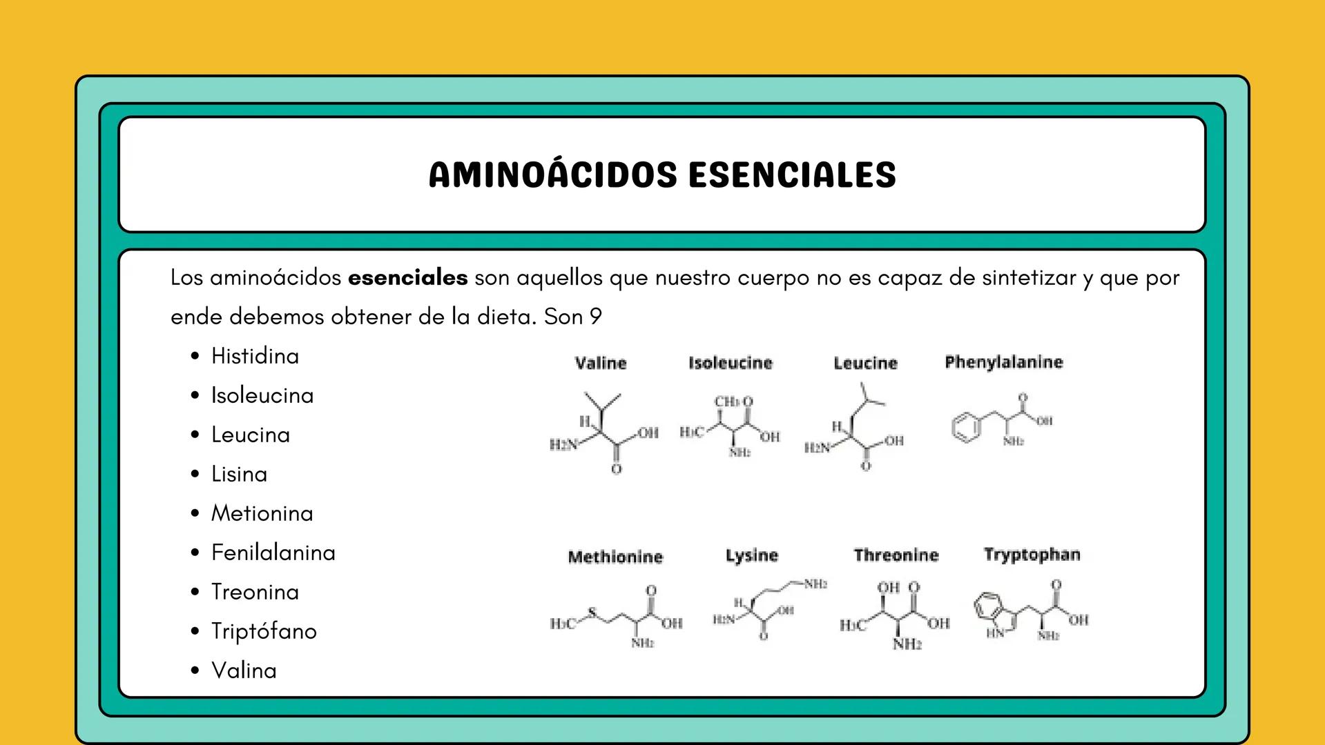 # AMINOÁCIDOS Y PROTEINAS
JUAN SEBASTIÁN VILLARRAGA - VII SEMESTRE - 2510
Hemoglobina
Mioglobina DE AMINOÁCIDOS A PROTEINAS # PROCESO DE