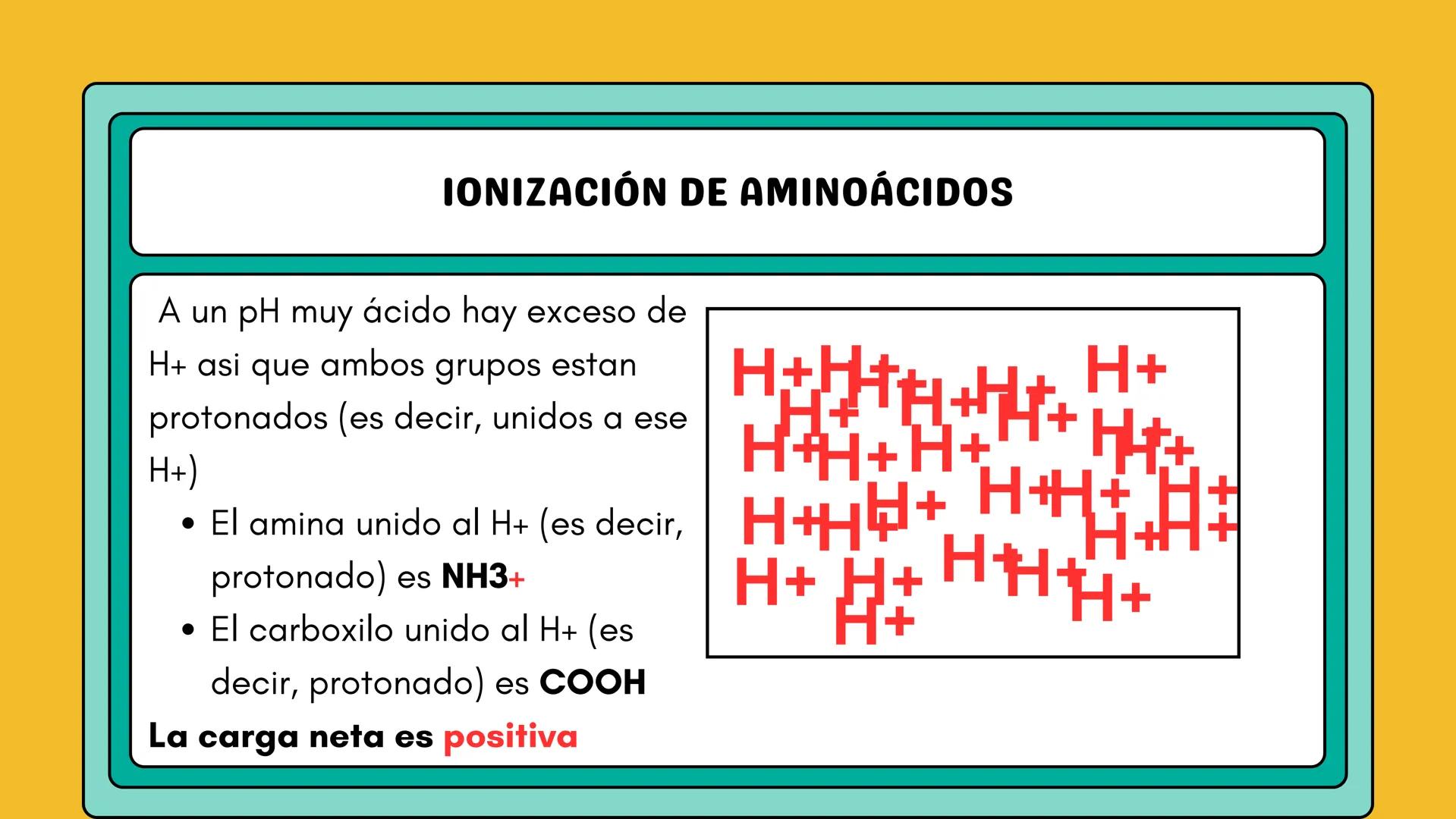 # AMINOÁCIDOS Y PROTEINAS
JUAN SEBASTIÁN VILLARRAGA - VII SEMESTRE - 2510
Hemoglobina
Mioglobina DE AMINOÁCIDOS A PROTEINAS # PROCESO DE