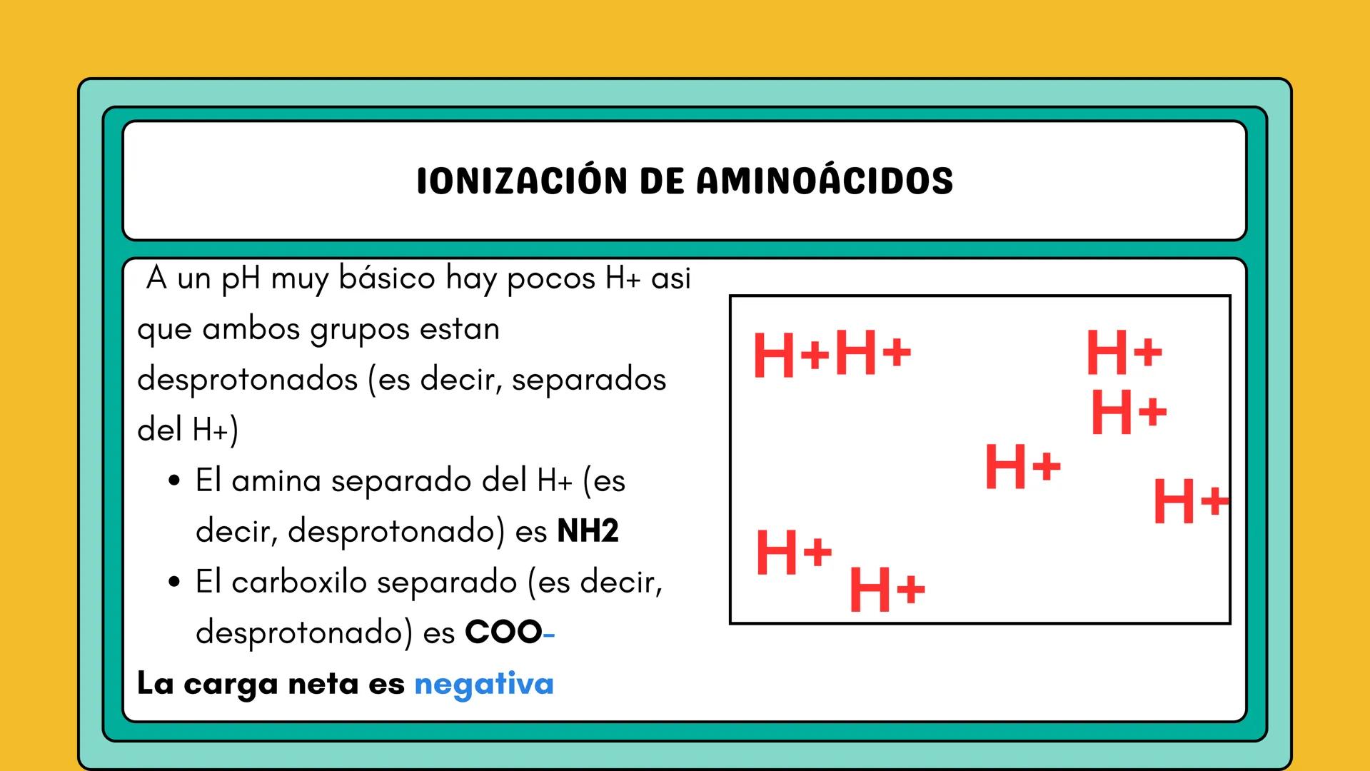 # AMINOÁCIDOS Y PROTEINAS
JUAN SEBASTIÁN VILLARRAGA - VII SEMESTRE - 2510
Hemoglobina
Mioglobina DE AMINOÁCIDOS A PROTEINAS # PROCESO DE