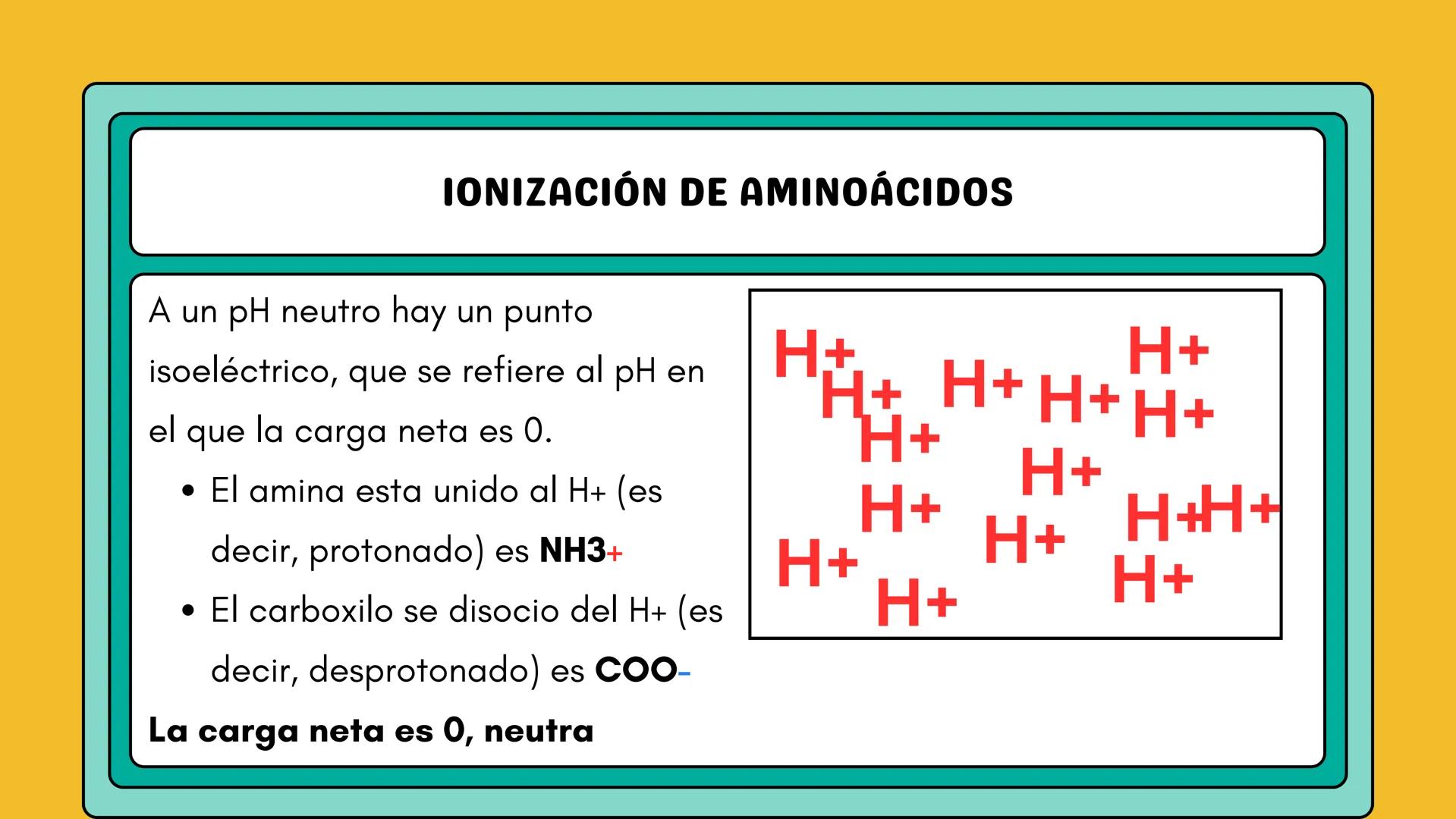 # AMINOÁCIDOS Y PROTEINAS
JUAN SEBASTIÁN VILLARRAGA - VII SEMESTRE - 2510
Hemoglobina
Mioglobina DE AMINOÁCIDOS A PROTEINAS # PROCESO DE