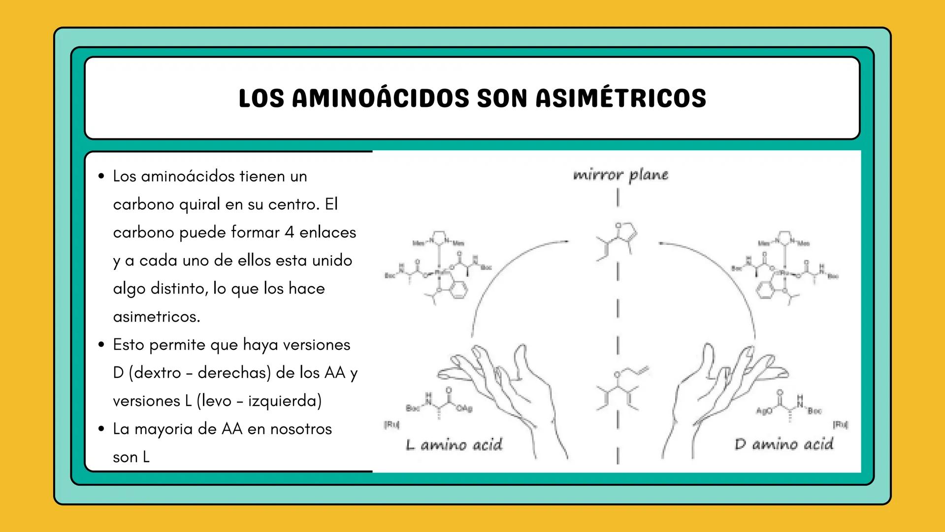 # AMINOÁCIDOS Y PROTEINAS
JUAN SEBASTIÁN VILLARRAGA - VII SEMESTRE - 2510
Hemoglobina
Mioglobina DE AMINOÁCIDOS A PROTEINAS # PROCESO DE