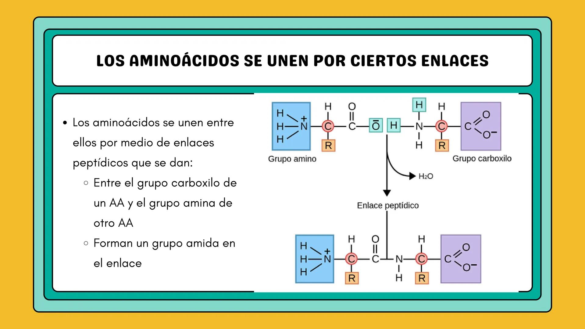 # AMINOÁCIDOS Y PROTEINAS
JUAN SEBASTIÁN VILLARRAGA - VII SEMESTRE - 2510
Hemoglobina
Mioglobina DE AMINOÁCIDOS A PROTEINAS # PROCESO DE