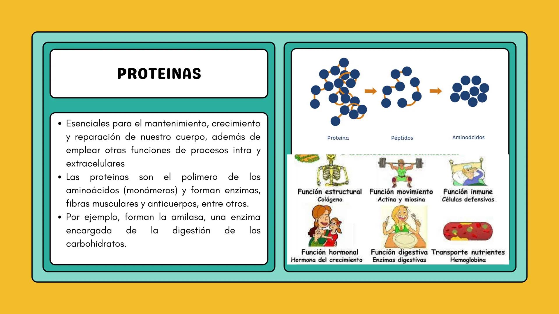 # AMINOÁCIDOS Y PROTEINAS
JUAN SEBASTIÁN VILLARRAGA - VII SEMESTRE - 2510
Hemoglobina
Mioglobina DE AMINOÁCIDOS A PROTEINAS # PROCESO DE