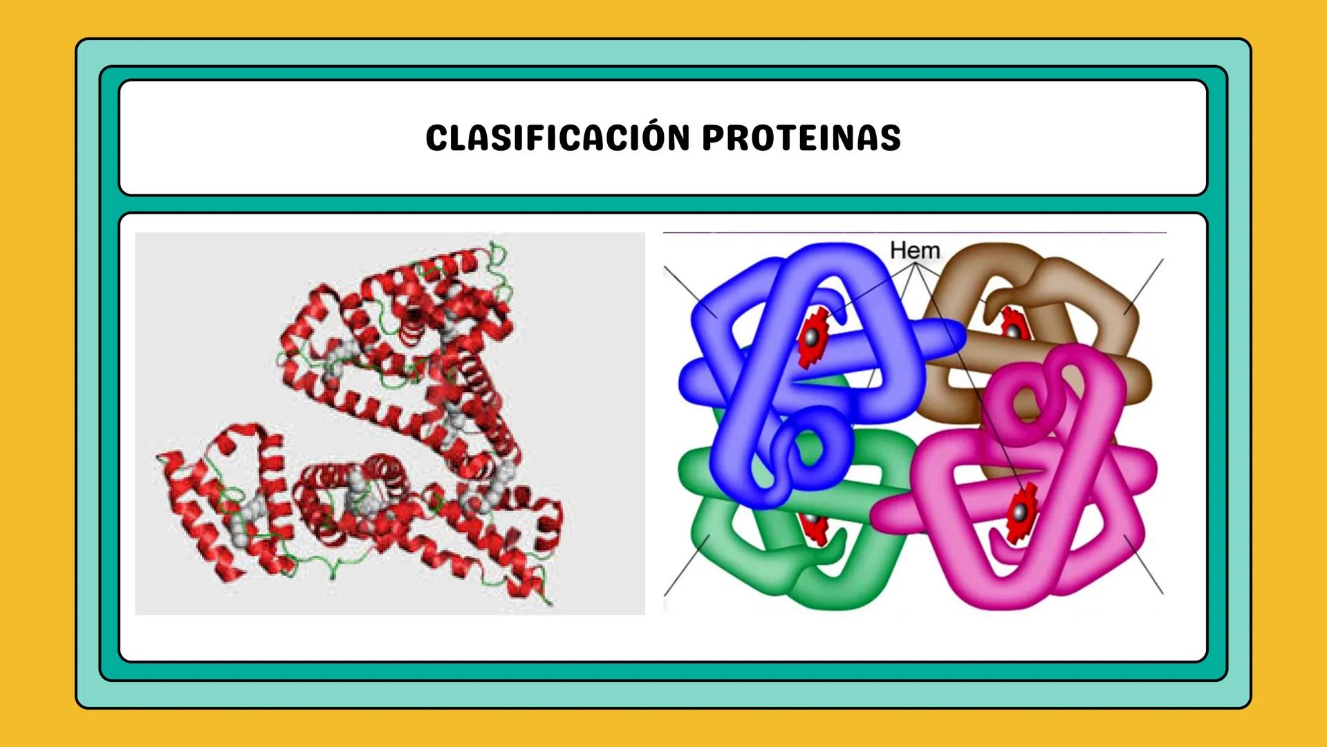 # AMINOÁCIDOS Y PROTEINAS
JUAN SEBASTIÁN VILLARRAGA - VII SEMESTRE - 2510
Hemoglobina
Mioglobina DE AMINOÁCIDOS A PROTEINAS # PROCESO DE