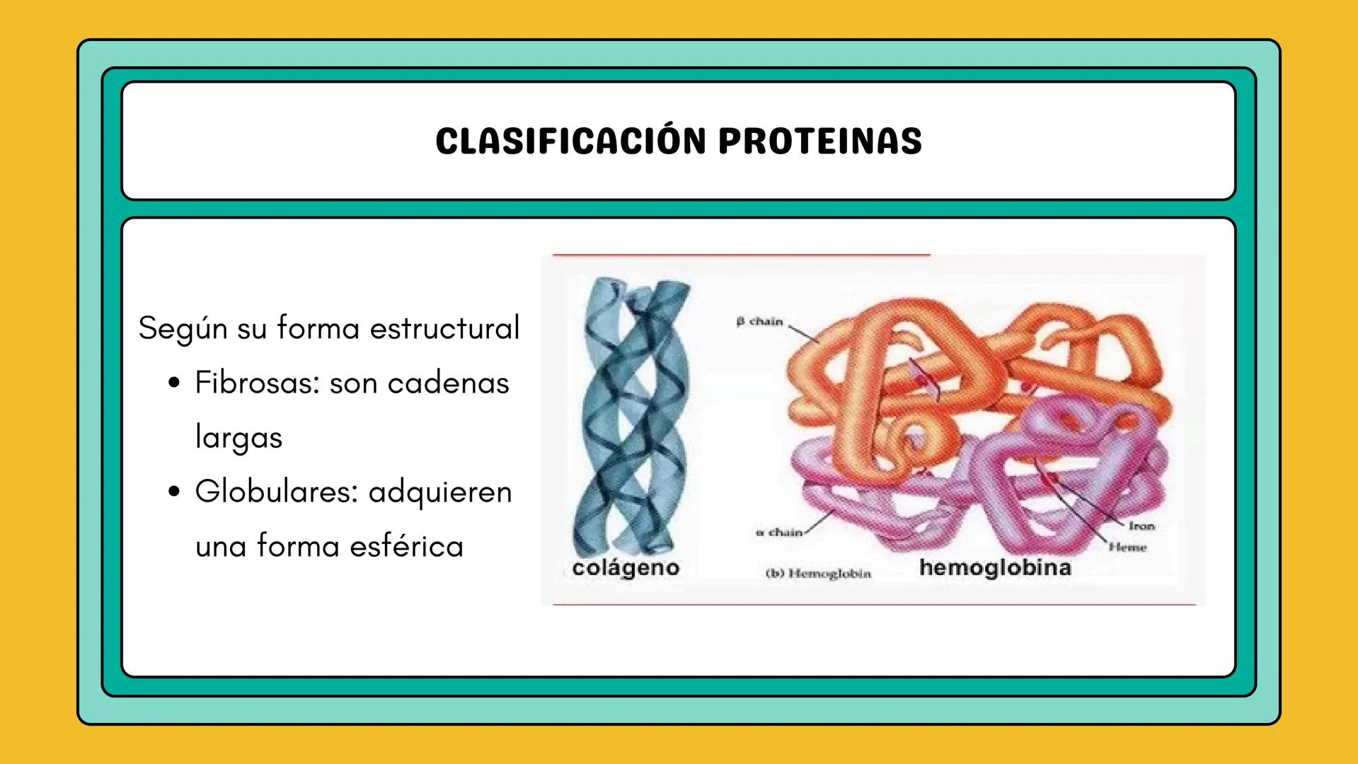# AMINOÁCIDOS Y PROTEINAS
JUAN SEBASTIÁN VILLARRAGA - VII SEMESTRE - 2510
Hemoglobina
Mioglobina DE AMINOÁCIDOS A PROTEINAS # PROCESO DE