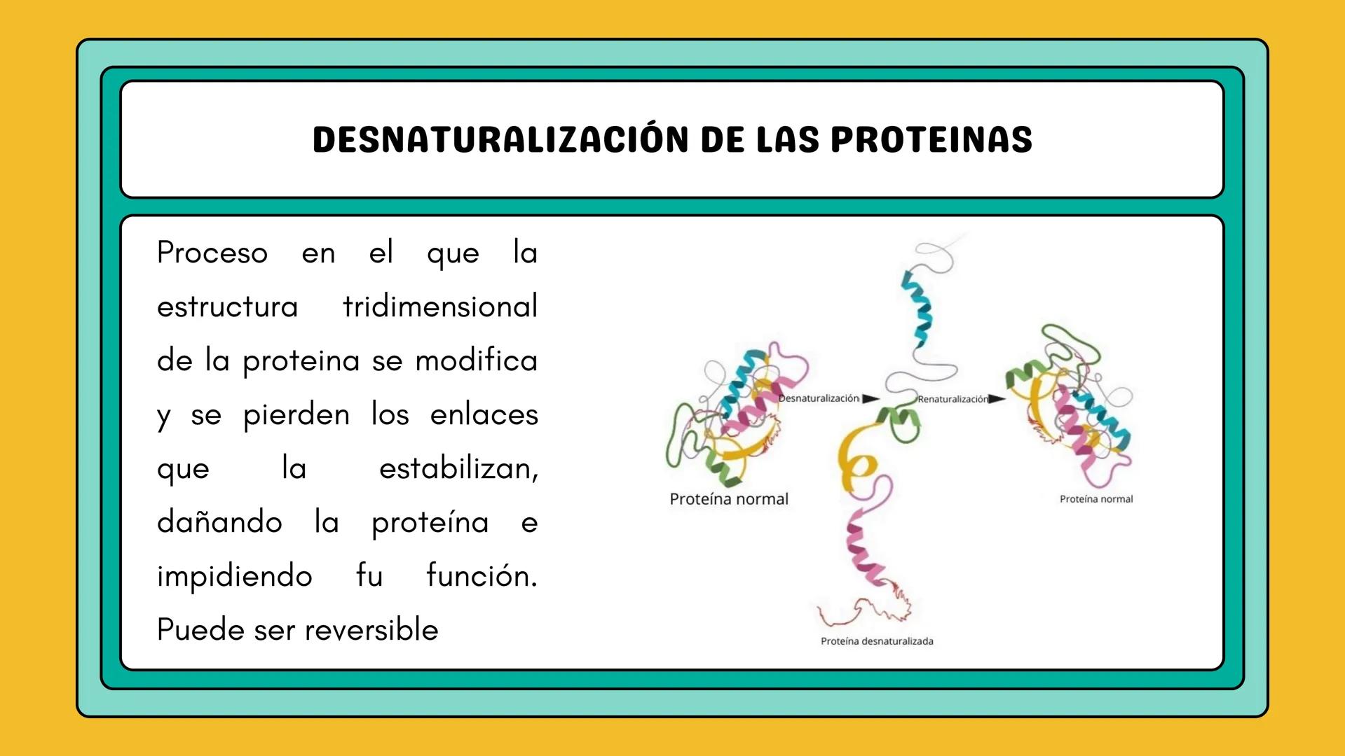 # AMINOÁCIDOS Y PROTEINAS
JUAN SEBASTIÁN VILLARRAGA - VII SEMESTRE - 2510
Hemoglobina
Mioglobina DE AMINOÁCIDOS A PROTEINAS # PROCESO DE