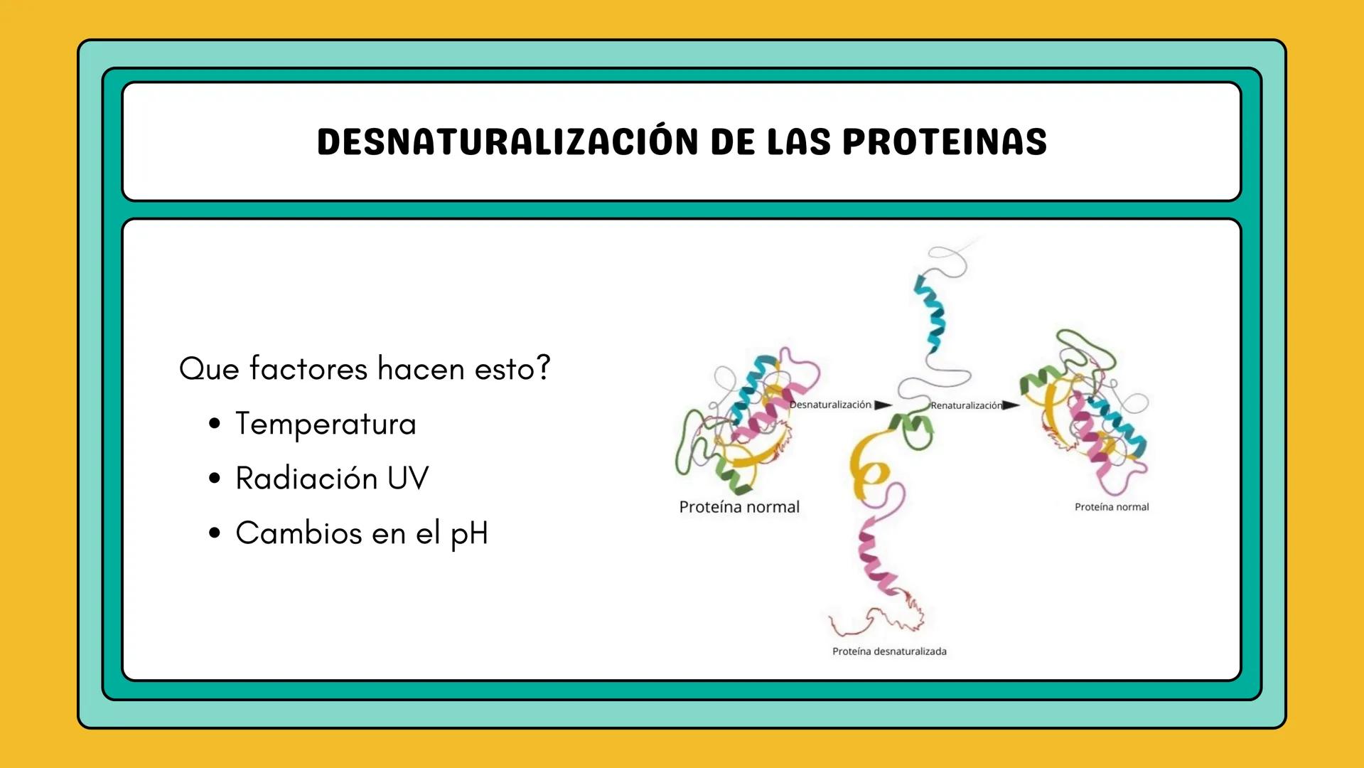 # AMINOÁCIDOS Y PROTEINAS
JUAN SEBASTIÁN VILLARRAGA - VII SEMESTRE - 2510
Hemoglobina
Mioglobina DE AMINOÁCIDOS A PROTEINAS # PROCESO DE