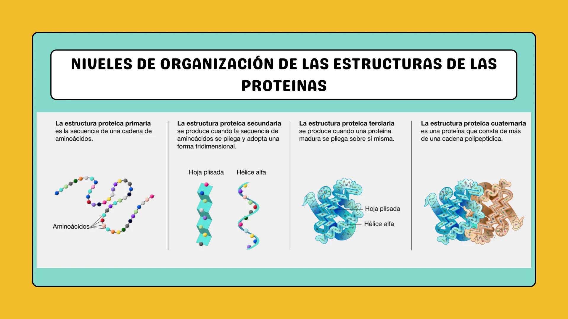 # AMINOÁCIDOS Y PROTEINAS
JUAN SEBASTIÁN VILLARRAGA - VII SEMESTRE - 2510
Hemoglobina
Mioglobina DE AMINOÁCIDOS A PROTEINAS # PROCESO DE