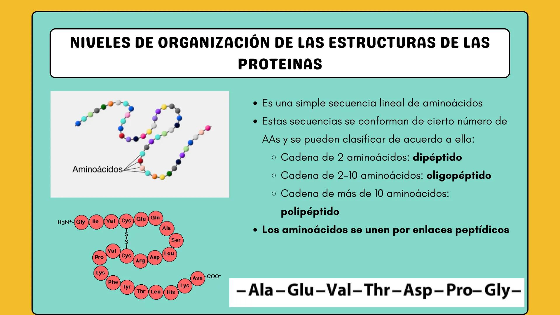 # AMINOÁCIDOS Y PROTEINAS
JUAN SEBASTIÁN VILLARRAGA - VII SEMESTRE - 2510
Hemoglobina
Mioglobina DE AMINOÁCIDOS A PROTEINAS # PROCESO DE