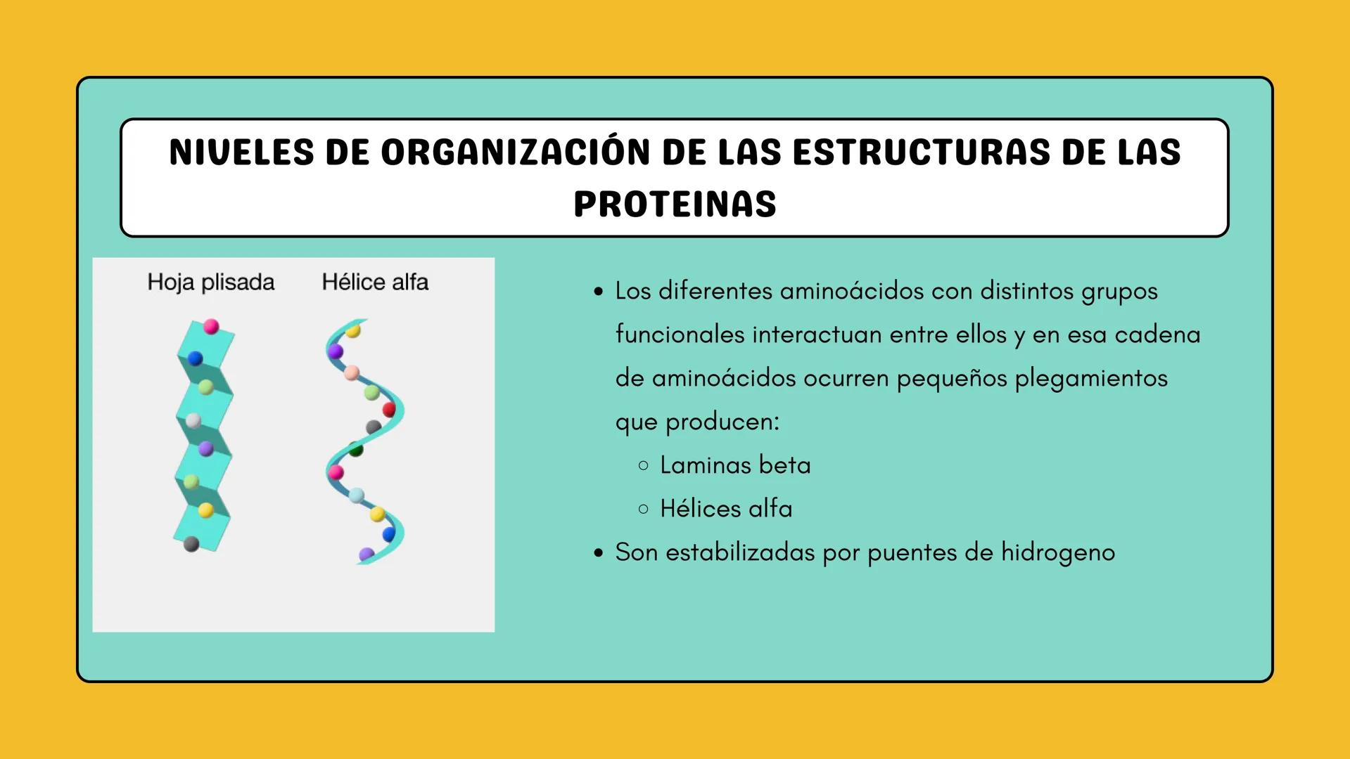 # AMINOÁCIDOS Y PROTEINAS
JUAN SEBASTIÁN VILLARRAGA - VII SEMESTRE - 2510
Hemoglobina
Mioglobina DE AMINOÁCIDOS A PROTEINAS # PROCESO DE