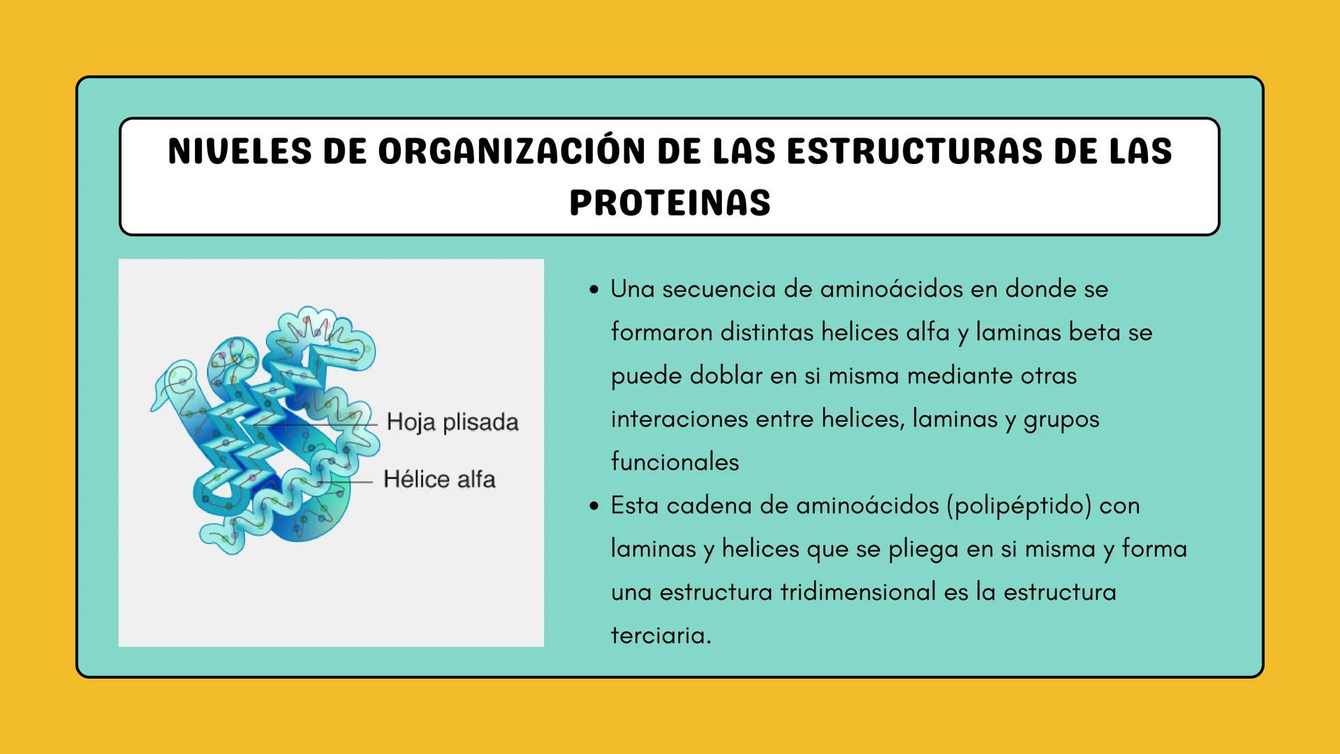 # AMINOÁCIDOS Y PROTEINAS
JUAN SEBASTIÁN VILLARRAGA - VII SEMESTRE - 2510
Hemoglobina
Mioglobina DE AMINOÁCIDOS A PROTEINAS # PROCESO DE
