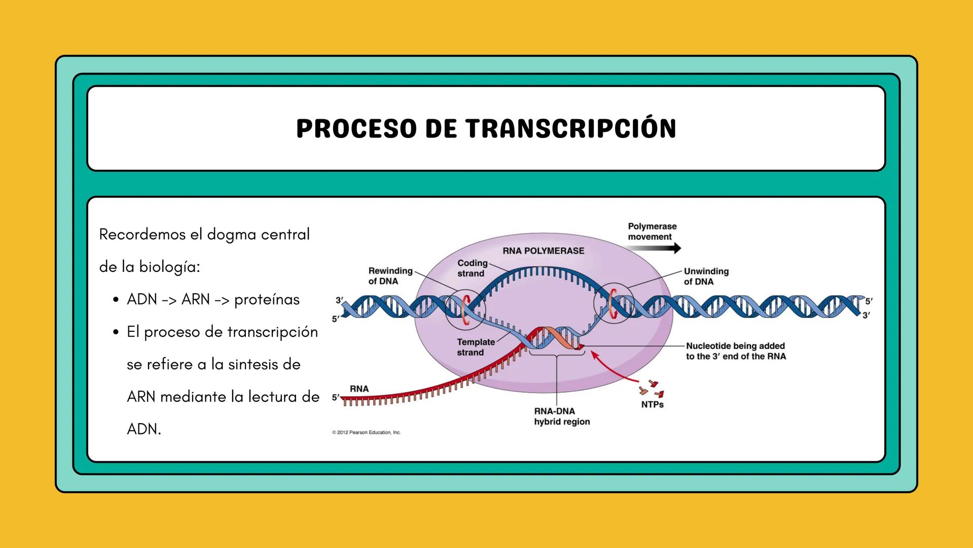 # AMINOÁCIDOS Y PROTEINAS
JUAN SEBASTIÁN VILLARRAGA - VII SEMESTRE - 2510
Hemoglobina
Mioglobina DE AMINOÁCIDOS A PROTEINAS # PROCESO DE