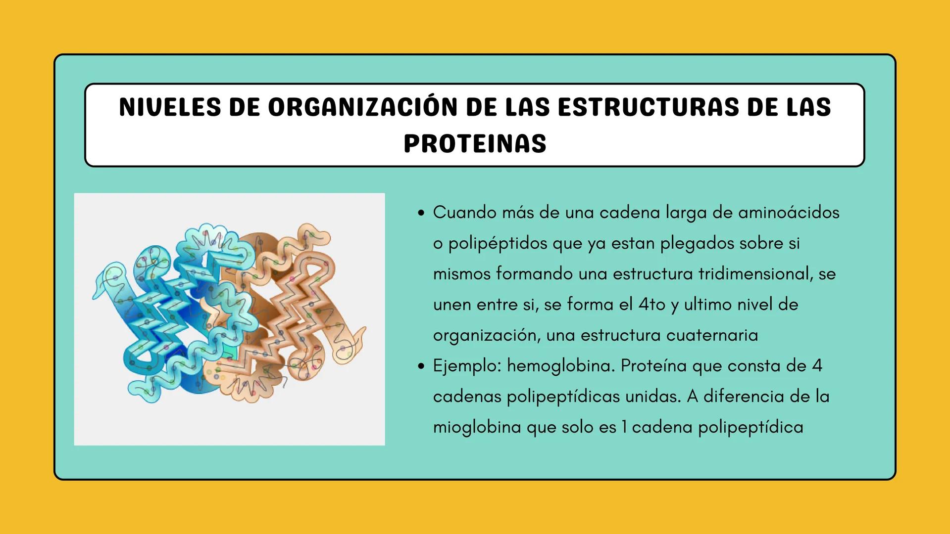 # AMINOÁCIDOS Y PROTEINAS
JUAN SEBASTIÁN VILLARRAGA - VII SEMESTRE - 2510
Hemoglobina
Mioglobina DE AMINOÁCIDOS A PROTEINAS # PROCESO DE