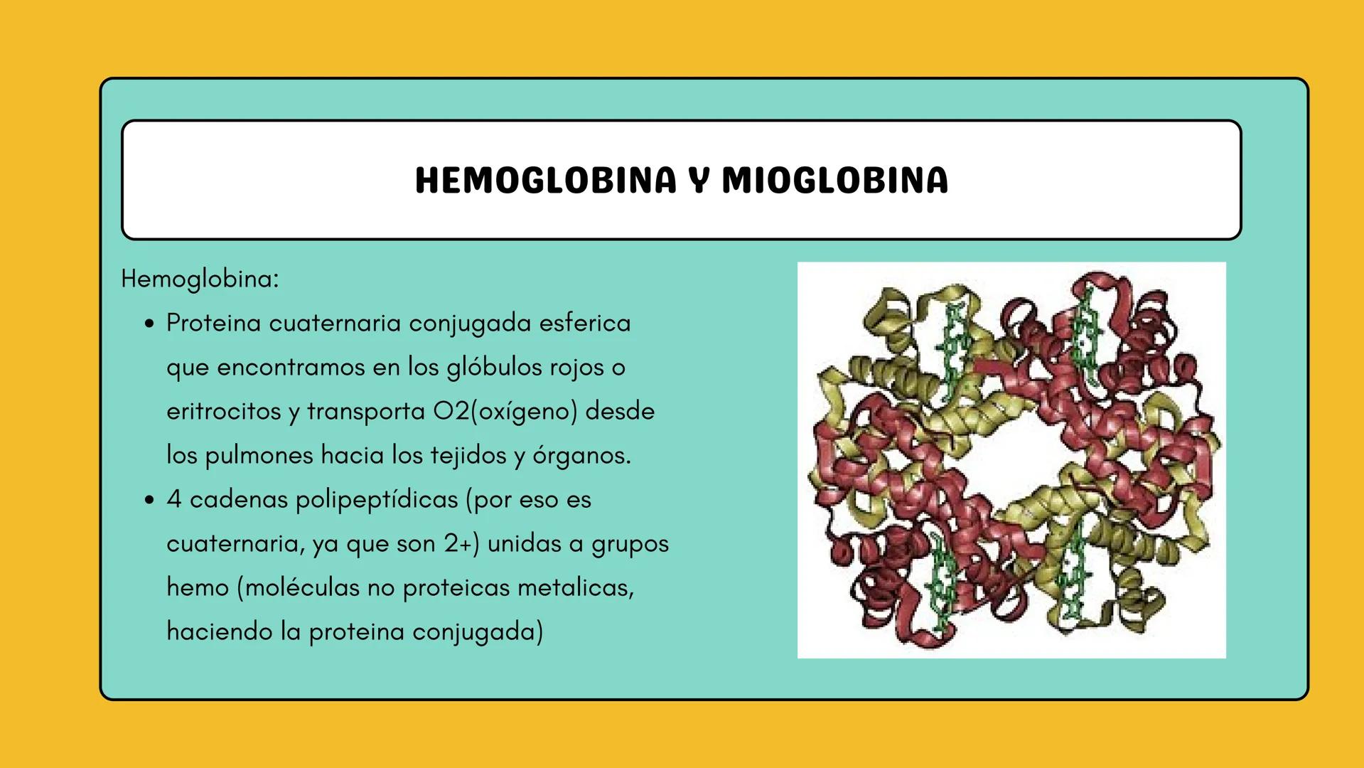 # AMINOÁCIDOS Y PROTEINAS
JUAN SEBASTIÁN VILLARRAGA - VII SEMESTRE - 2510
Hemoglobina
Mioglobina DE AMINOÁCIDOS A PROTEINAS # PROCESO DE