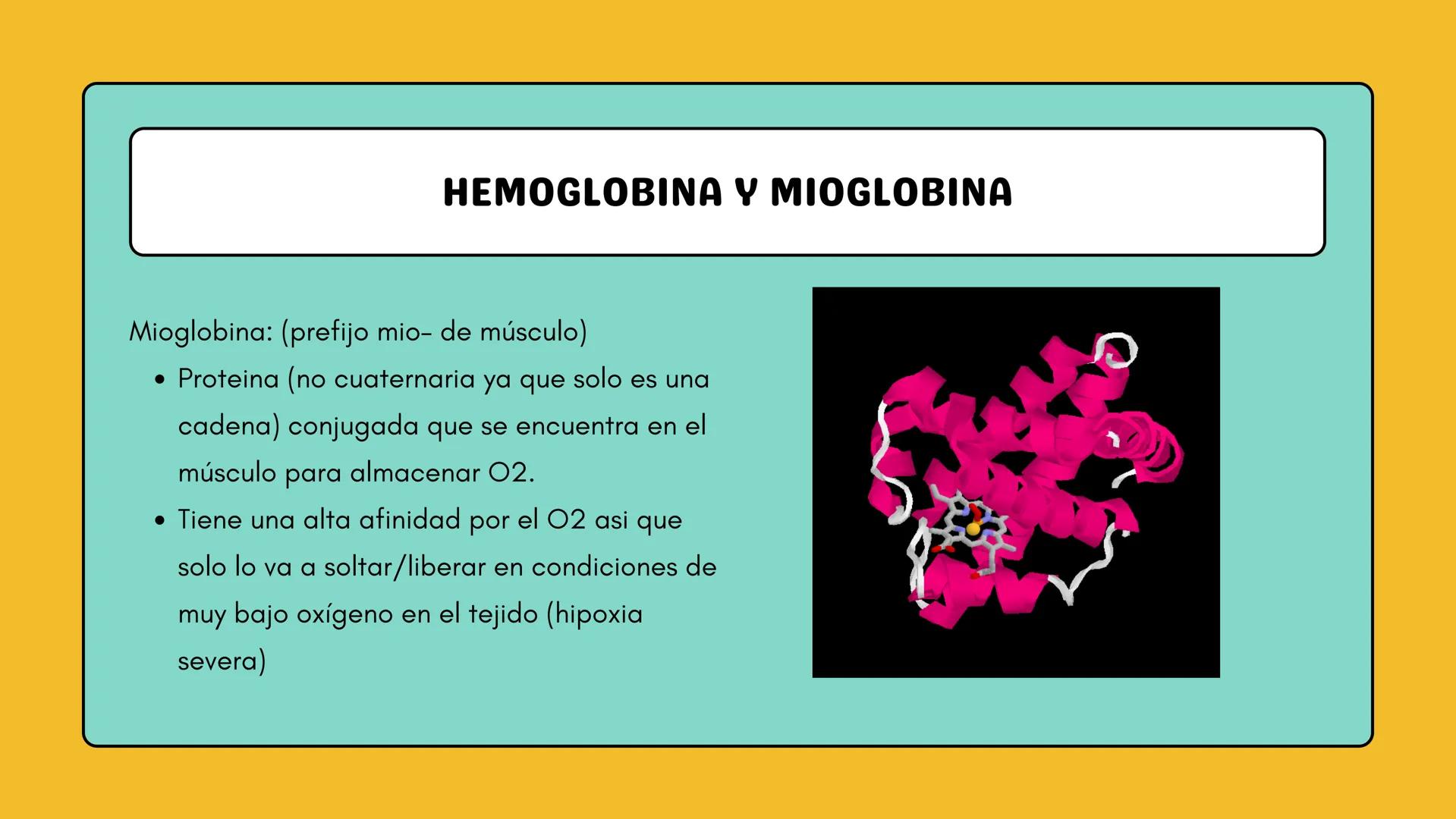 # AMINOÁCIDOS Y PROTEINAS
JUAN SEBASTIÁN VILLARRAGA - VII SEMESTRE - 2510
Hemoglobina
Mioglobina DE AMINOÁCIDOS A PROTEINAS # PROCESO DE