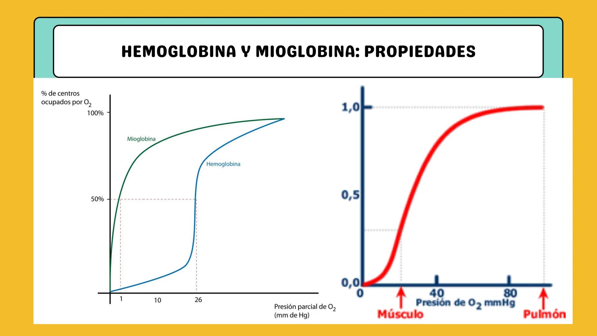 # AMINOÁCIDOS Y PROTEINAS
JUAN SEBASTIÁN VILLARRAGA - VII SEMESTRE - 2510
Hemoglobina
Mioglobina DE AMINOÁCIDOS A PROTEINAS # PROCESO DE