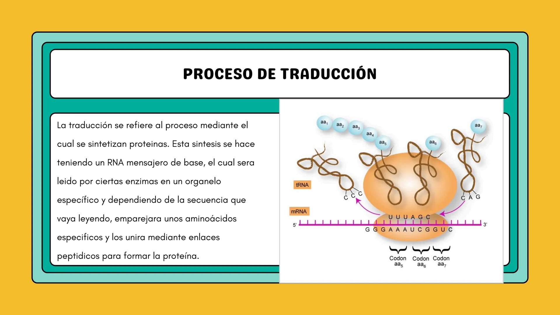 # AMINOÁCIDOS Y PROTEINAS
JUAN SEBASTIÁN VILLARRAGA - VII SEMESTRE - 2510
Hemoglobina
Mioglobina DE AMINOÁCIDOS A PROTEINAS # PROCESO DE