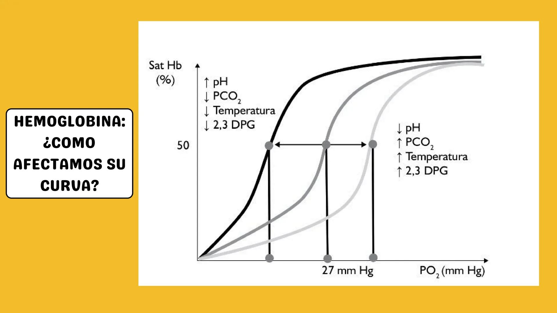 # AMINOÁCIDOS Y PROTEINAS
JUAN SEBASTIÁN VILLARRAGA - VII SEMESTRE - 2510
Hemoglobina
Mioglobina DE AMINOÁCIDOS A PROTEINAS # PROCESO DE
