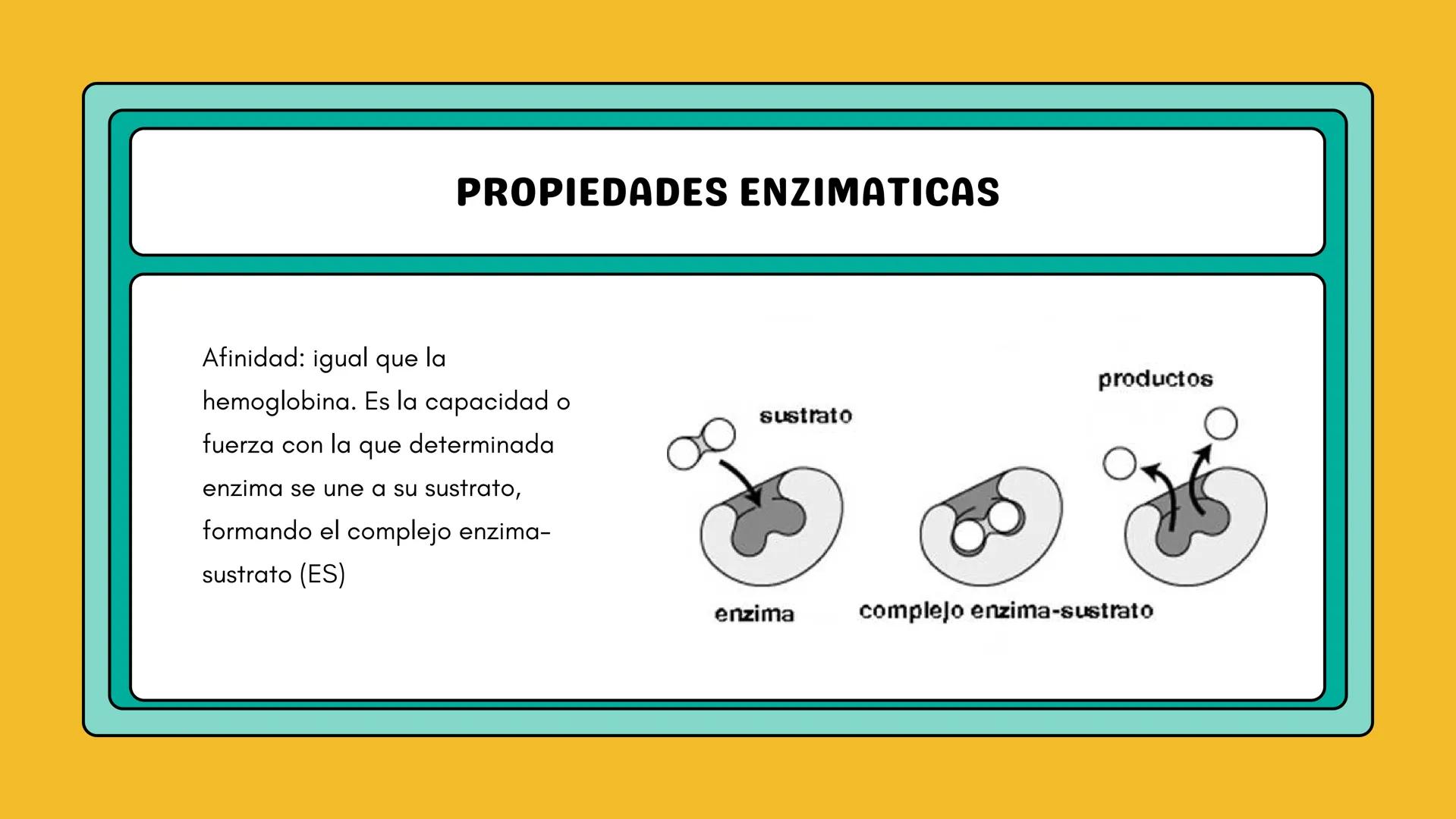 # AMINOÁCIDOS Y PROTEINAS
JUAN SEBASTIÁN VILLARRAGA - VII SEMESTRE - 2510
Hemoglobina
Mioglobina DE AMINOÁCIDOS A PROTEINAS # PROCESO DE