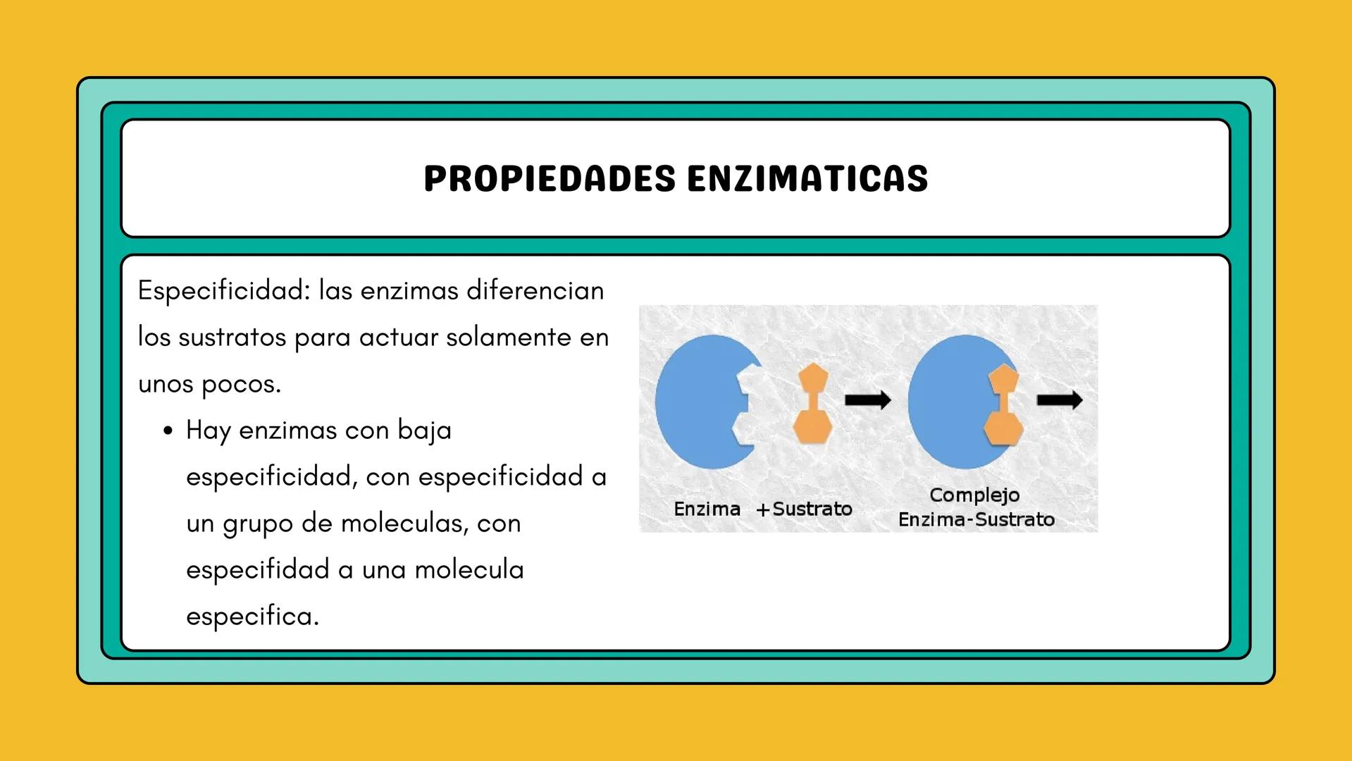 # AMINOÁCIDOS Y PROTEINAS
JUAN SEBASTIÁN VILLARRAGA - VII SEMESTRE - 2510
Hemoglobina
Mioglobina DE AMINOÁCIDOS A PROTEINAS # PROCESO DE