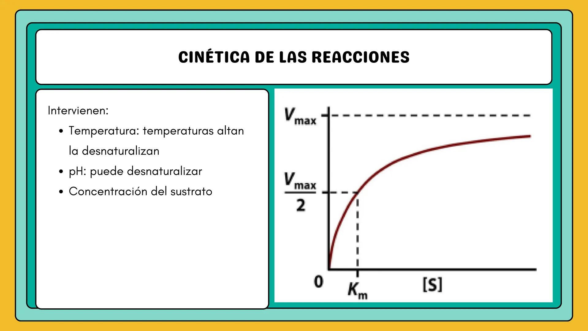 # AMINOÁCIDOS Y PROTEINAS
JUAN SEBASTIÁN VILLARRAGA - VII SEMESTRE - 2510
Hemoglobina
Mioglobina DE AMINOÁCIDOS A PROTEINAS # PROCESO DE