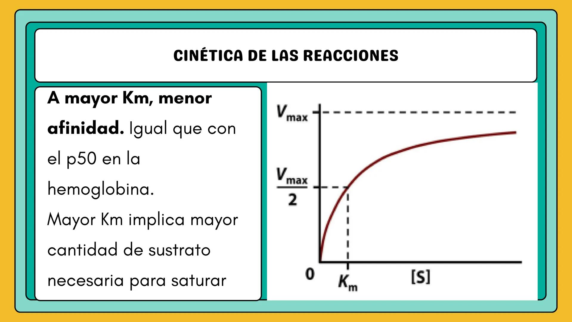 # AMINOÁCIDOS Y PROTEINAS
JUAN SEBASTIÁN VILLARRAGA - VII SEMESTRE - 2510
Hemoglobina
Mioglobina DE AMINOÁCIDOS A PROTEINAS # PROCESO DE