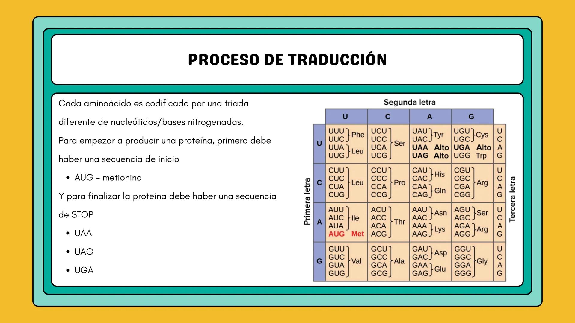 # AMINOÁCIDOS Y PROTEINAS
JUAN SEBASTIÁN VILLARRAGA - VII SEMESTRE - 2510
Hemoglobina
Mioglobina DE AMINOÁCIDOS A PROTEINAS # PROCESO DE