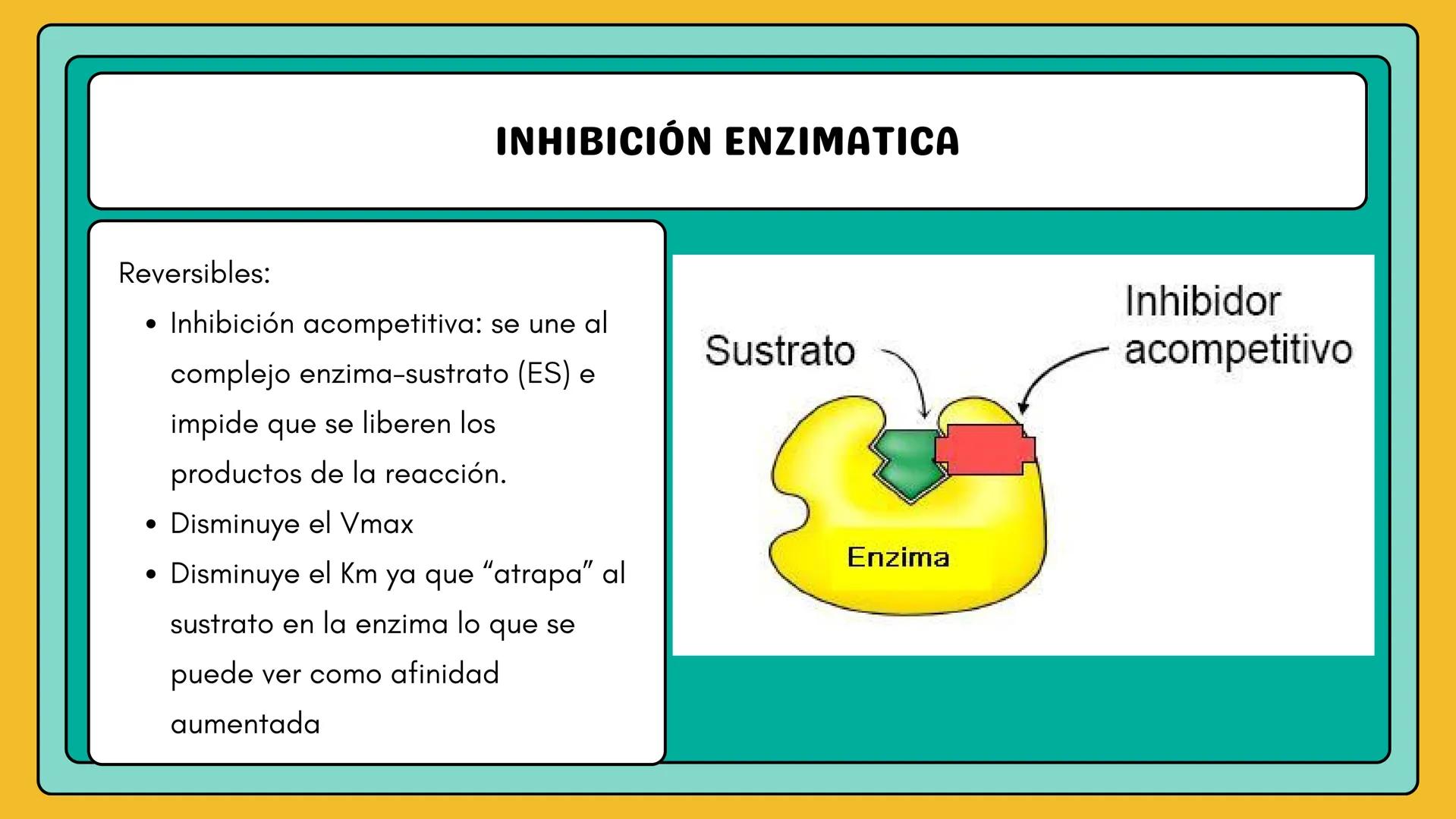 # AMINOÁCIDOS Y PROTEINAS
JUAN SEBASTIÁN VILLARRAGA - VII SEMESTRE - 2510
Hemoglobina
Mioglobina DE AMINOÁCIDOS A PROTEINAS # PROCESO DE