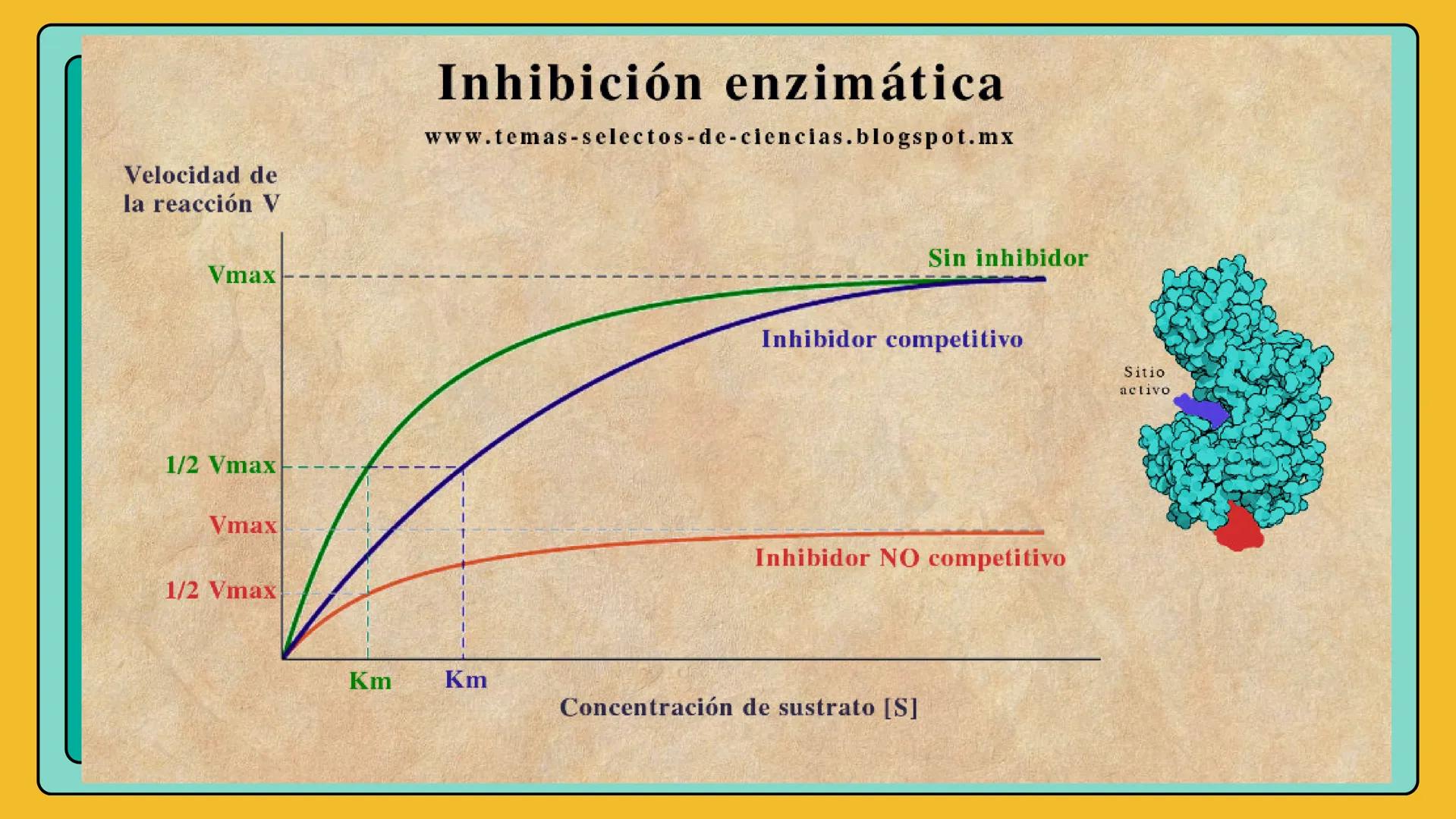 # AMINOÁCIDOS Y PROTEINAS
JUAN SEBASTIÁN VILLARRAGA - VII SEMESTRE - 2510
Hemoglobina
Mioglobina DE AMINOÁCIDOS A PROTEINAS # PROCESO DE