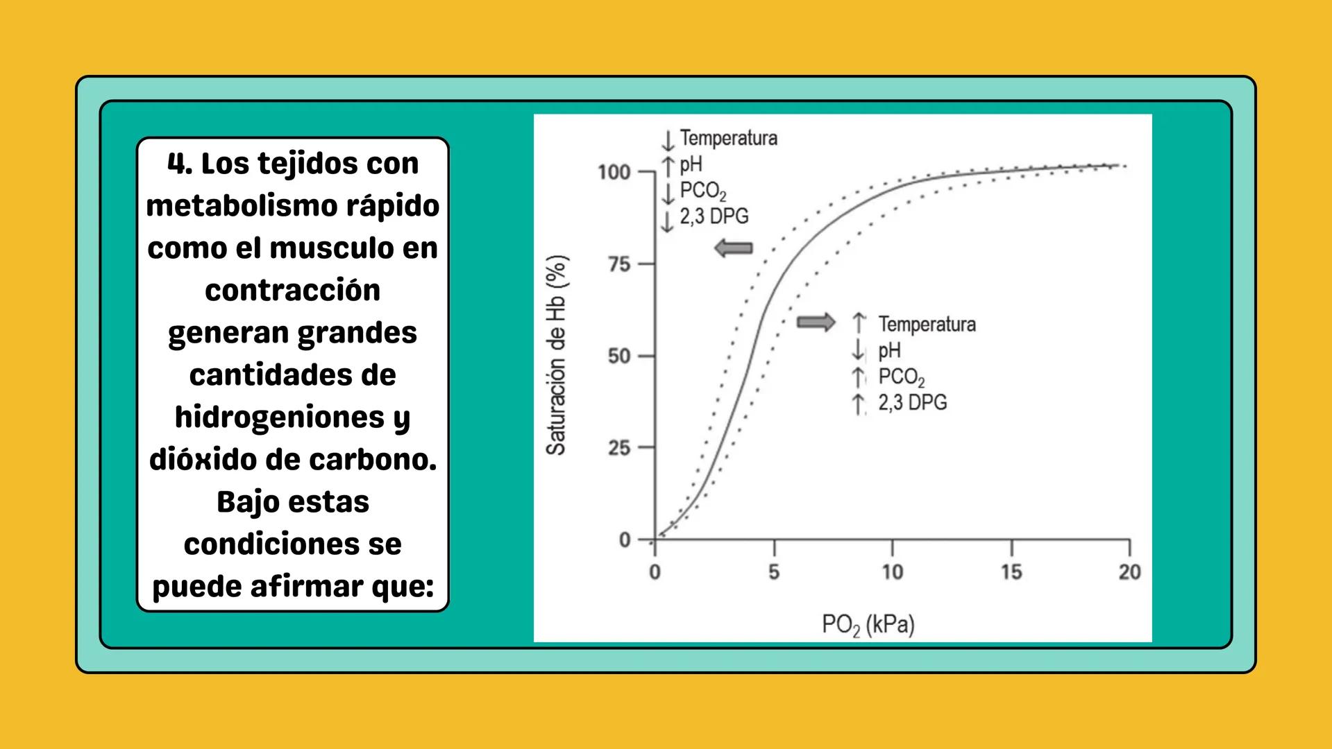 # AMINOÁCIDOS Y PROTEINAS
JUAN SEBASTIÁN VILLARRAGA - VII SEMESTRE - 2510
Hemoglobina
Mioglobina DE AMINOÁCIDOS A PROTEINAS # PROCESO DE