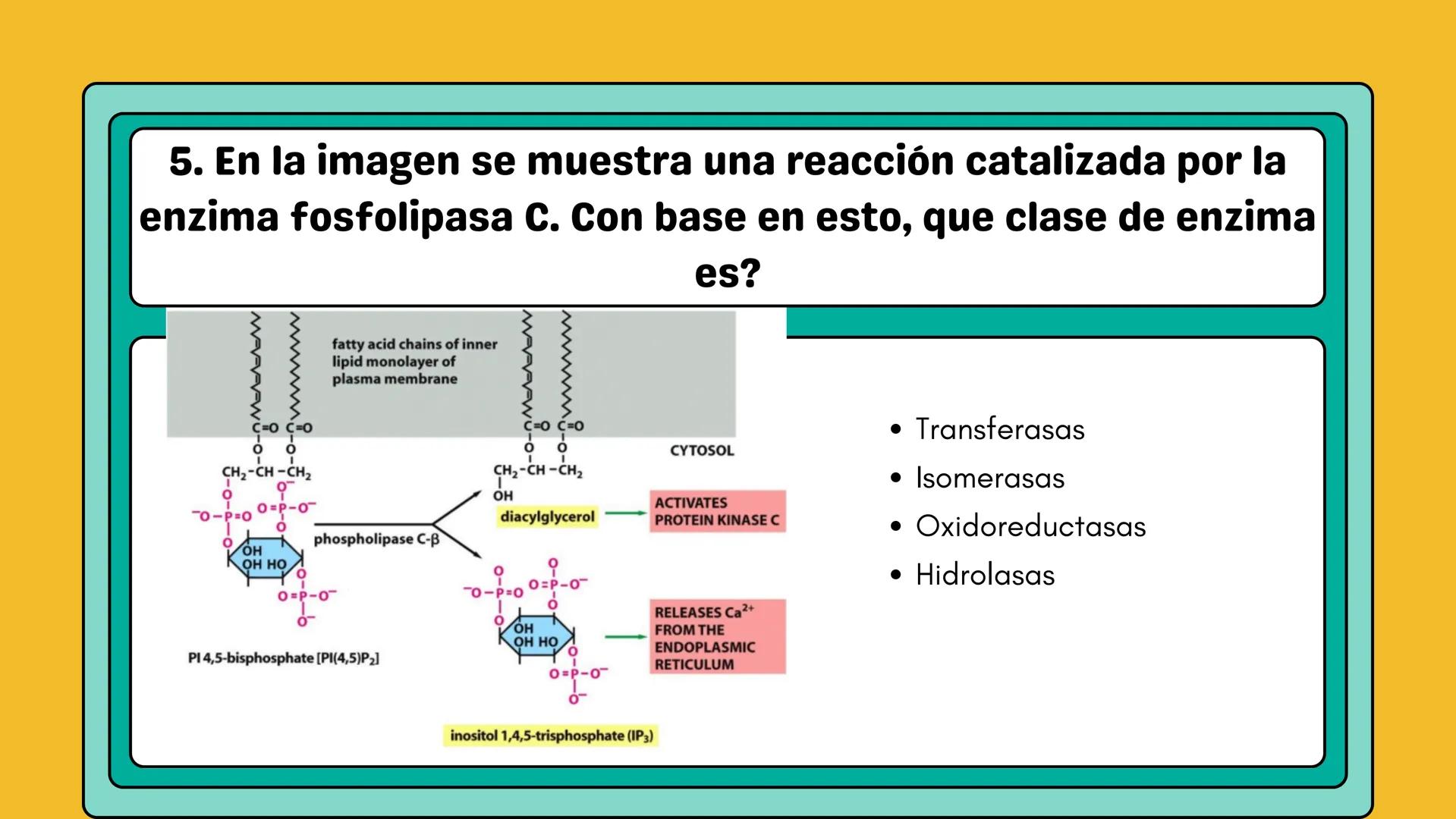 # AMINOÁCIDOS Y PROTEINAS
JUAN SEBASTIÁN VILLARRAGA - VII SEMESTRE - 2510
Hemoglobina
Mioglobina DE AMINOÁCIDOS A PROTEINAS # PROCESO DE