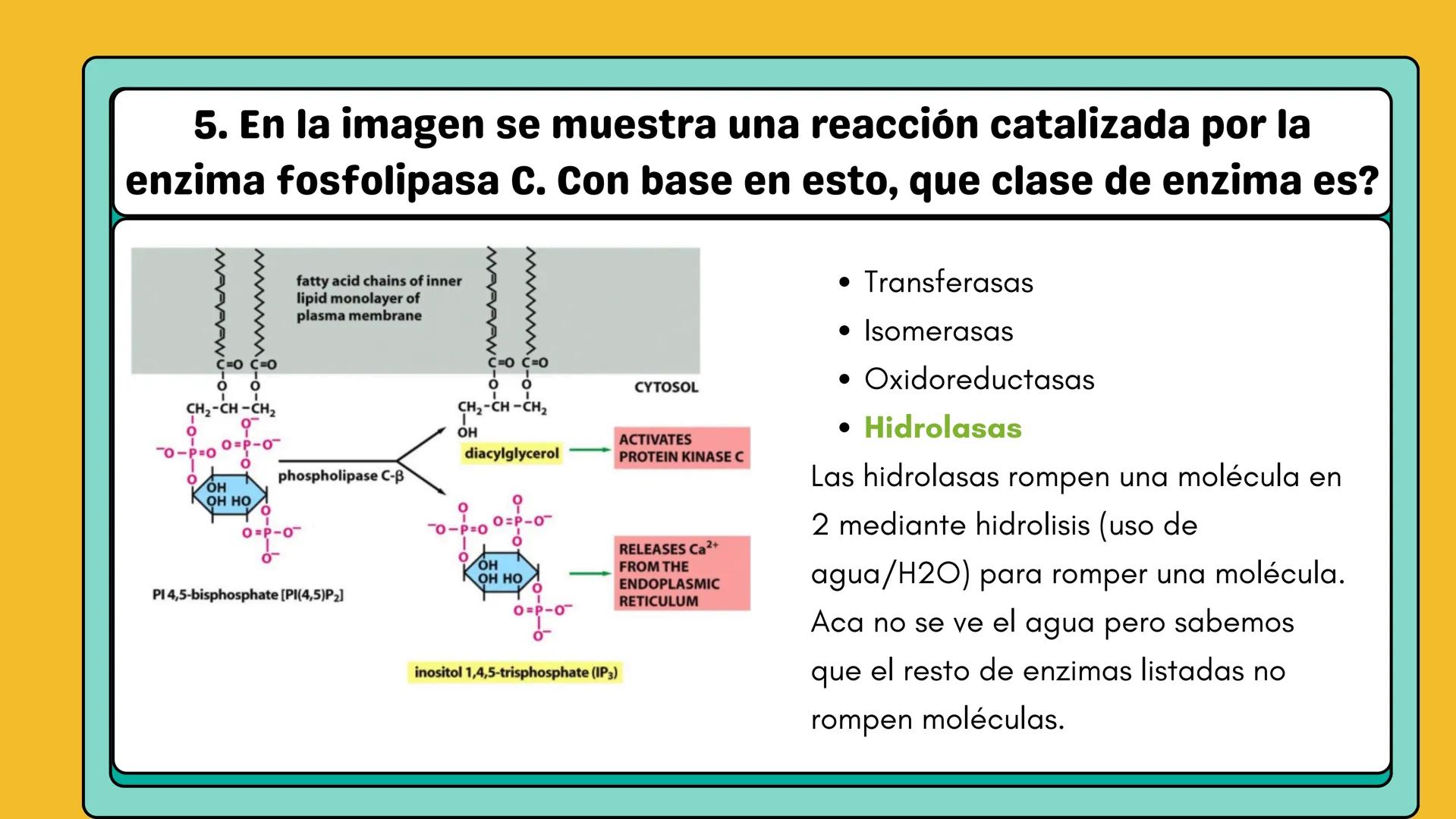 # AMINOÁCIDOS Y PROTEINAS
JUAN SEBASTIÁN VILLARRAGA - VII SEMESTRE - 2510
Hemoglobina
Mioglobina DE AMINOÁCIDOS A PROTEINAS # PROCESO DE