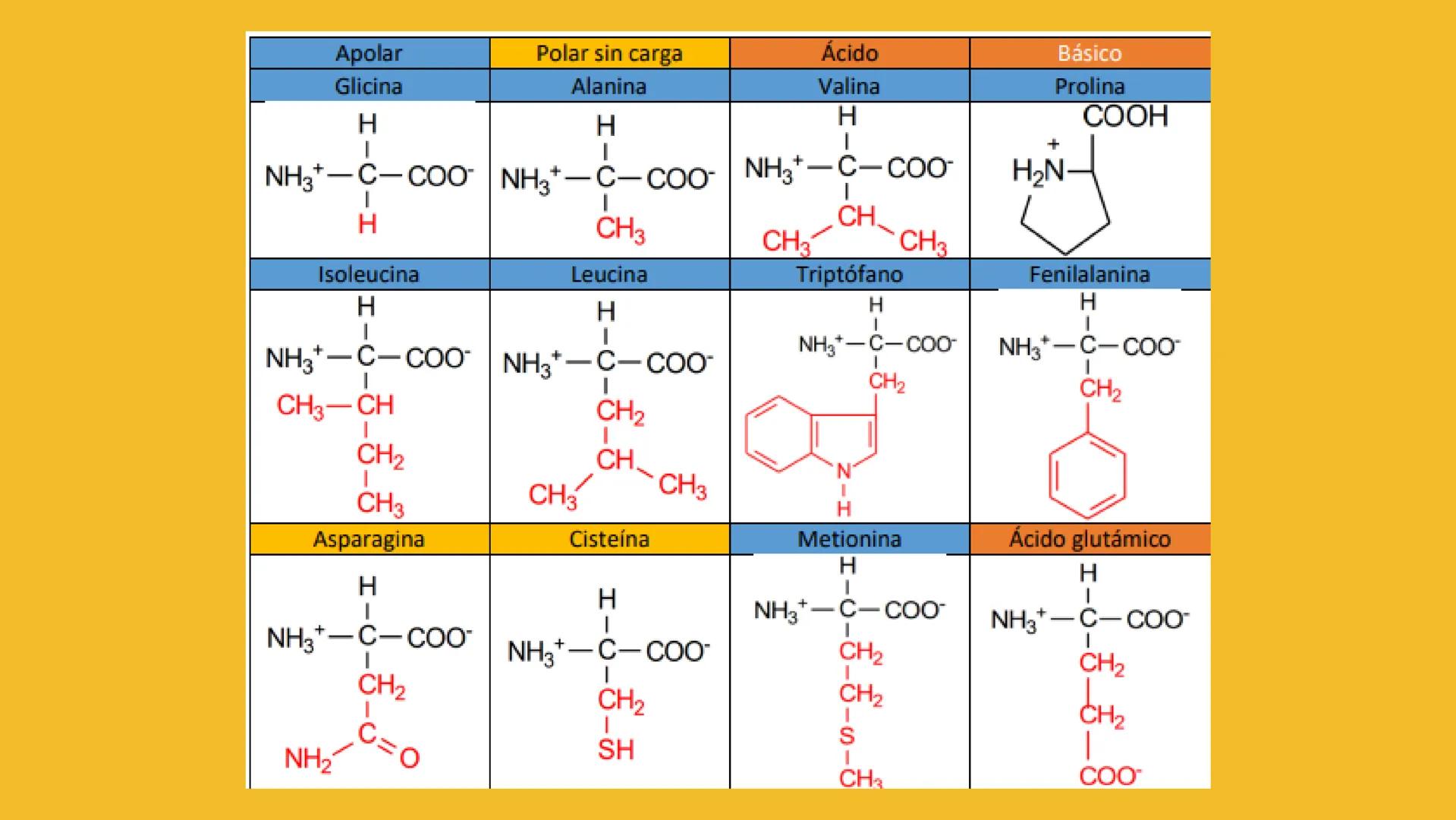 # AMINOÁCIDOS Y PROTEINAS
JUAN SEBASTIÁN VILLARRAGA - VII SEMESTRE - 2510
Hemoglobina
Mioglobina DE AMINOÁCIDOS A PROTEINAS # PROCESO DE